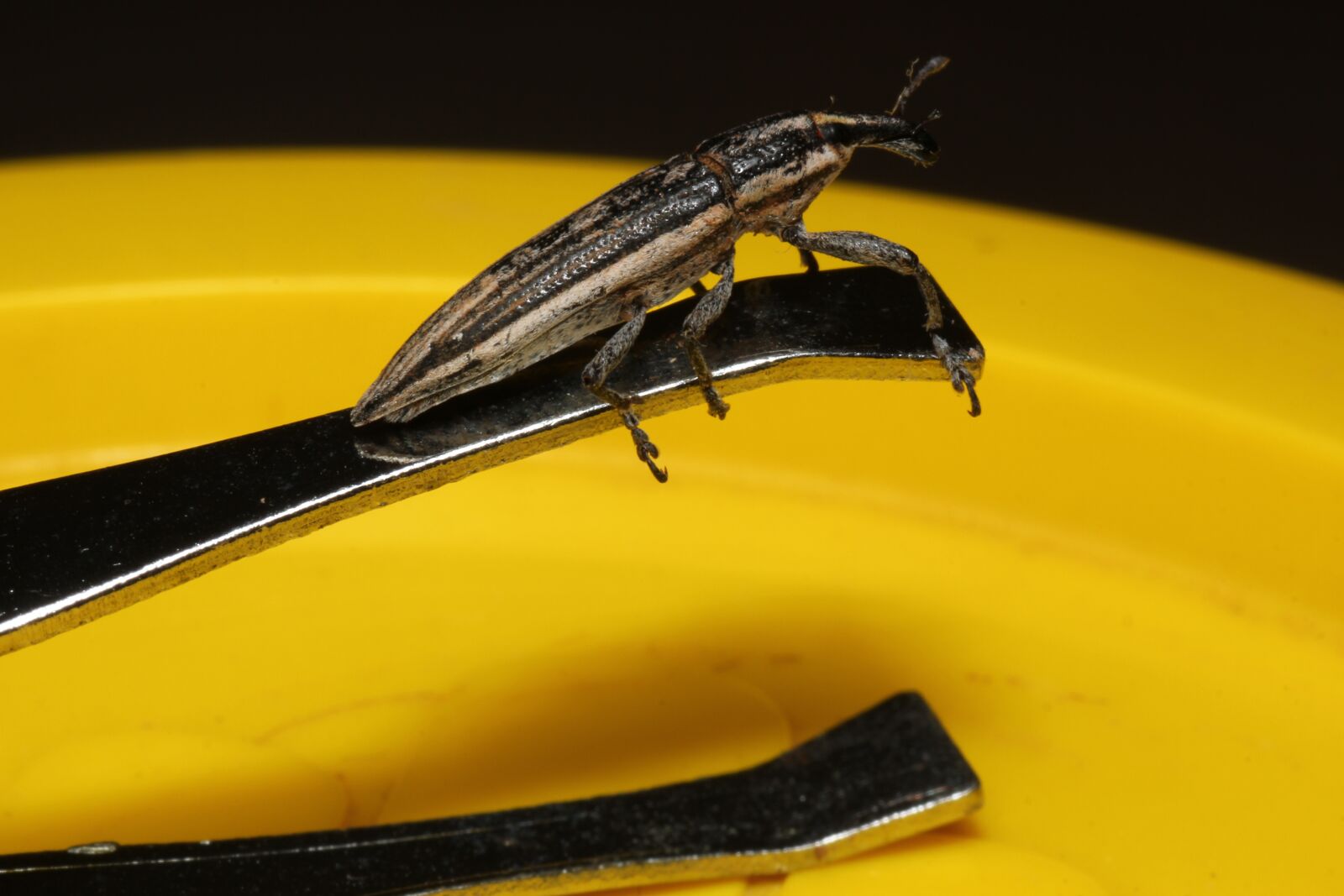 Canon EOS 550D (EOS Rebel T2i / EOS Kiss X4) sample photo. Nature, insects, color photography