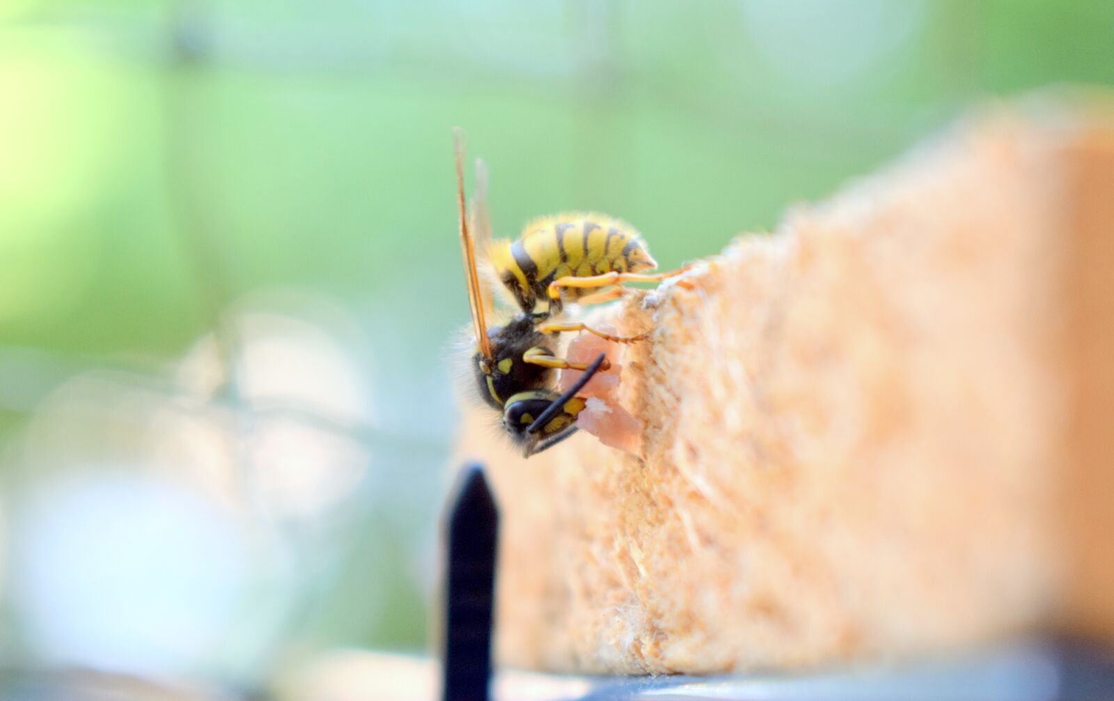 Nikon D5300 sample photo. Insect, wasp, prey photography