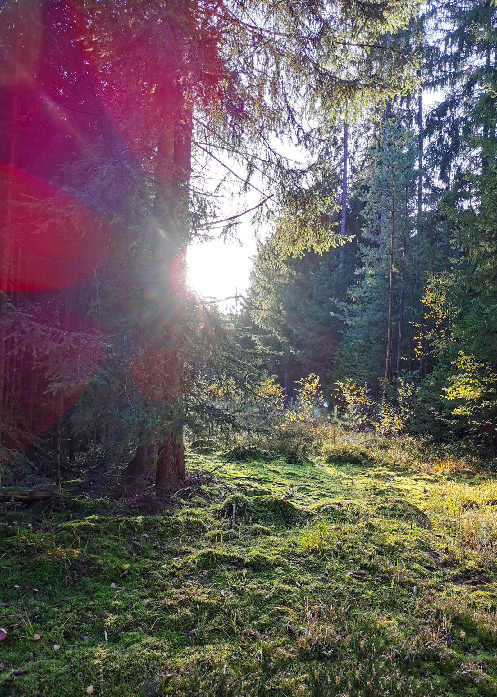 HUAWEI P30 sample photo. Sunrise, nature, forest photography