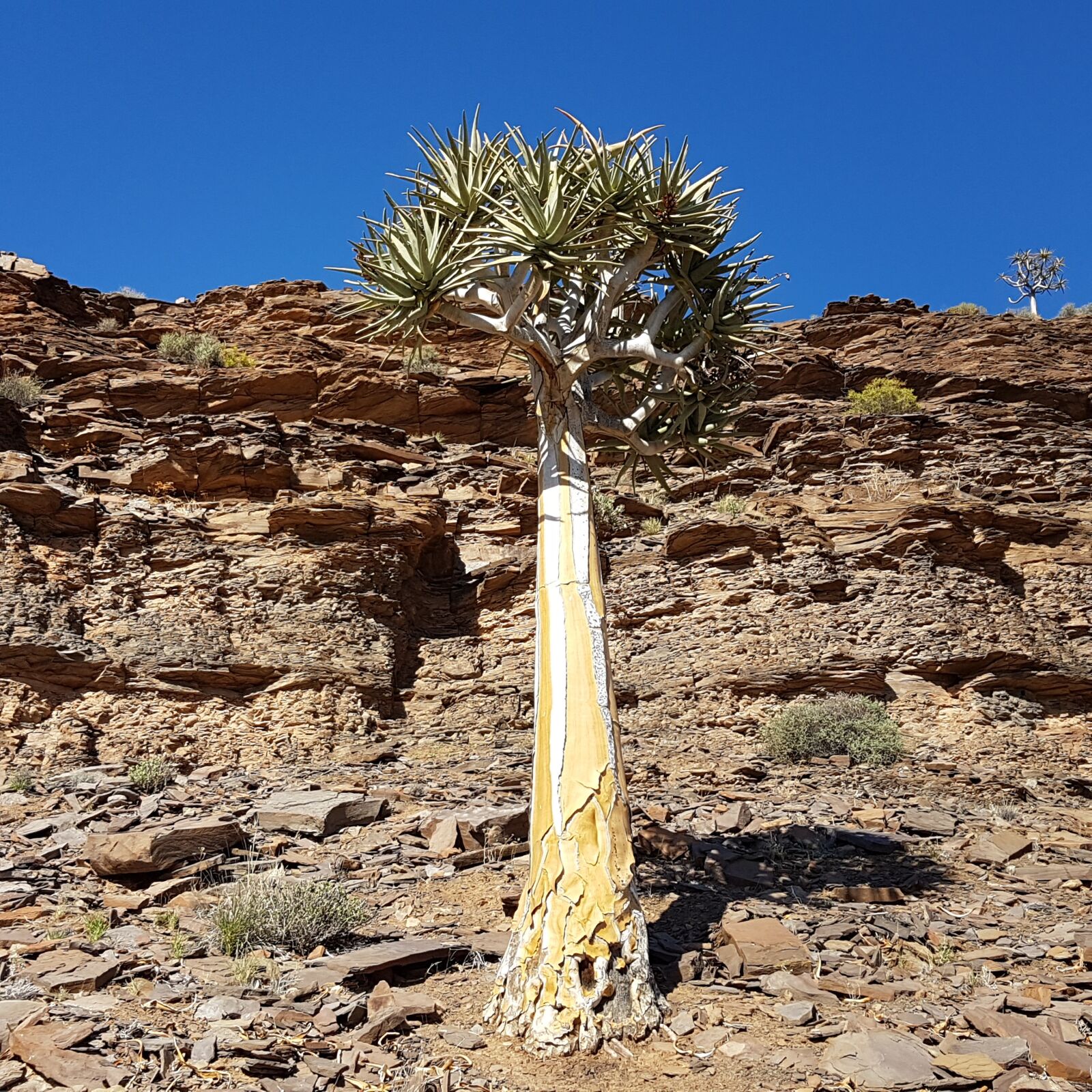Samsung Galaxy S7 Edge sample photo. Quiver tree, bushman, khoi photography