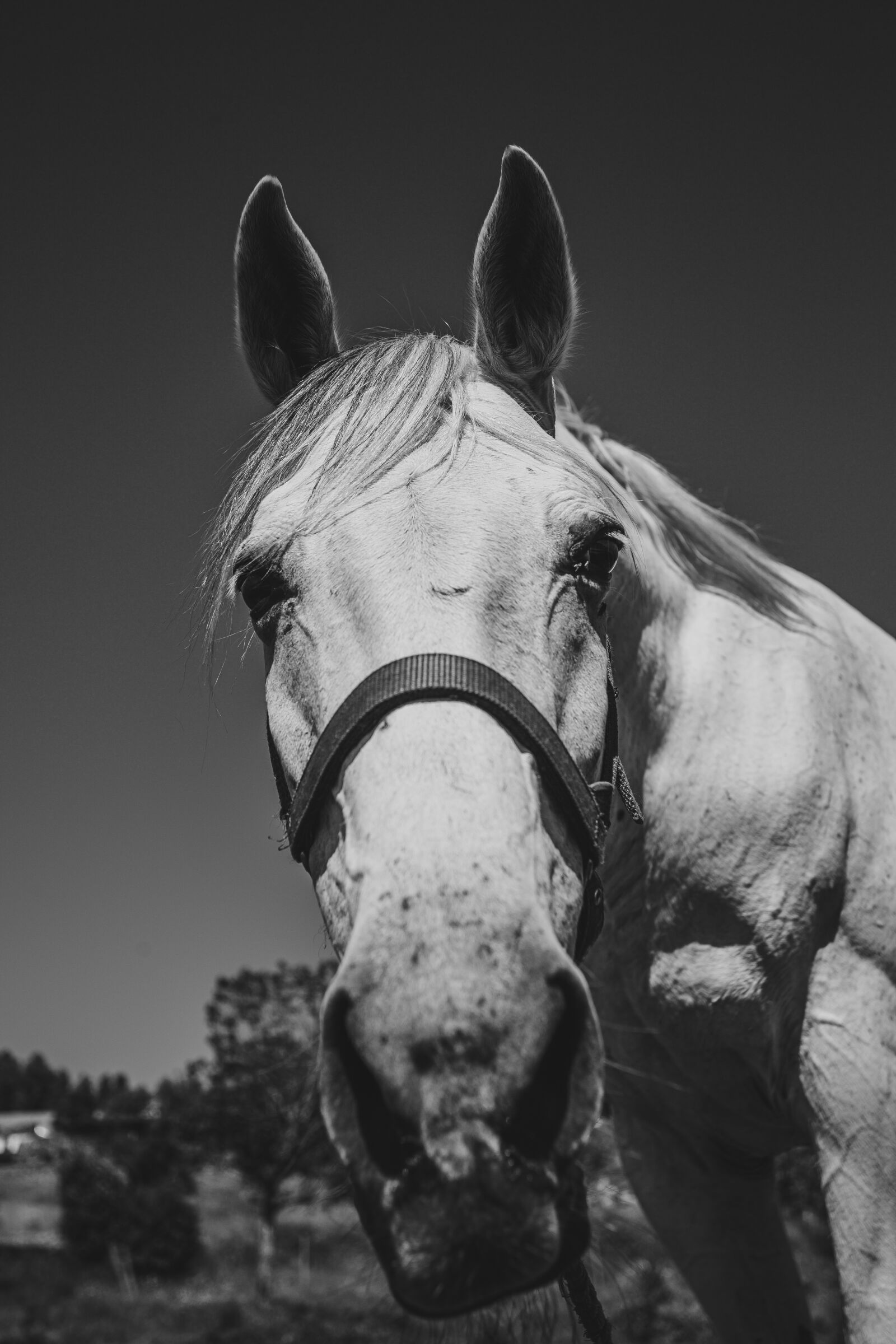 Canon EOS 6D sample photo. Horse, black, white photography
