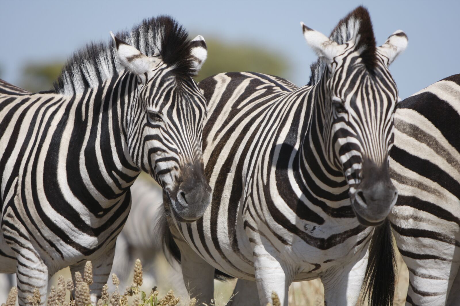 Canon EOS 40D sample photo. Namibia, etosha national park photography