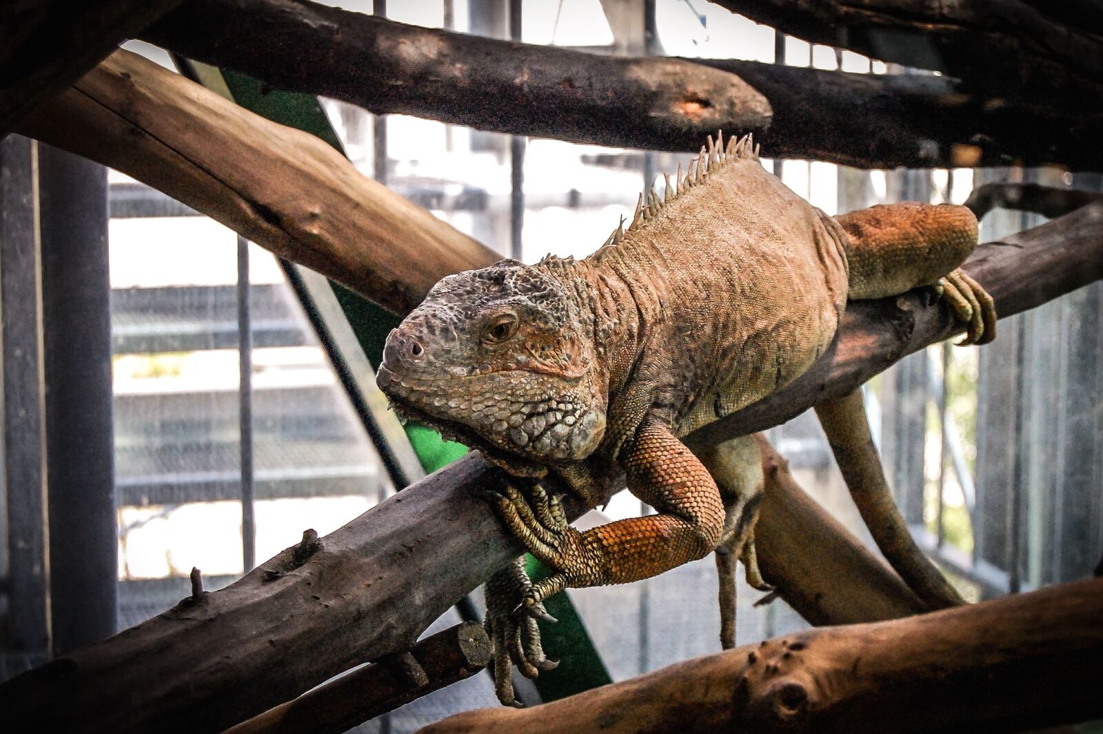Nikon D40 sample photo. Lizard, chameleon, animal, tree photography