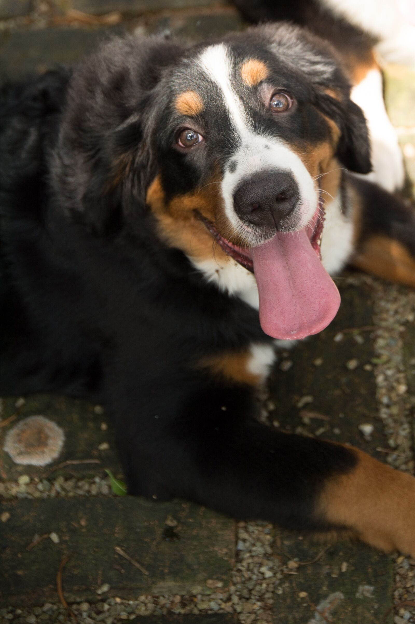Nikon D4 sample photo. Animal, dog, bernese mountain photography