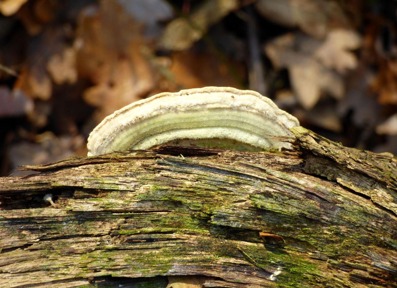 Panasonic DMC-FZ72 sample photo. Fungus, trunk, wild photography
