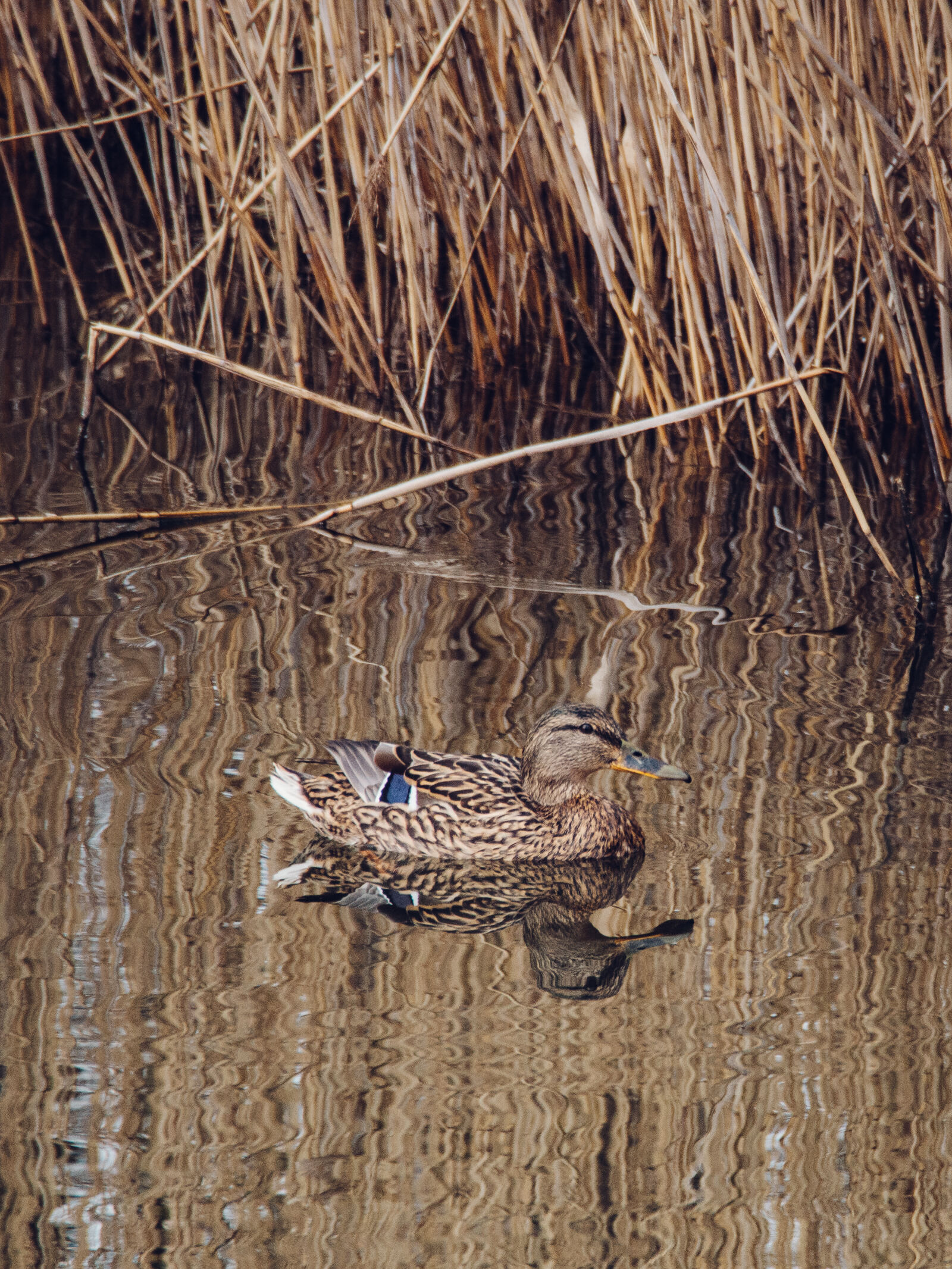Olympus OM-D E-M5 sample photo. Animal, nature, pond, water photography