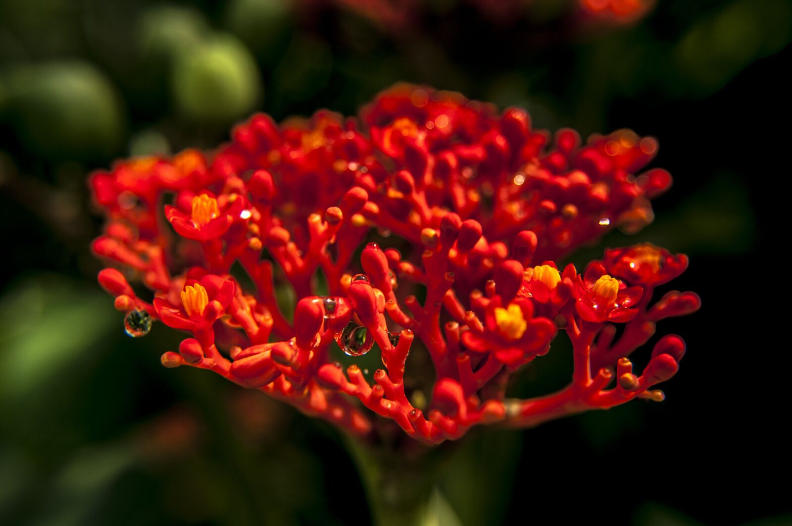 Nikon D40 sample photo. Nature, forest, color photography