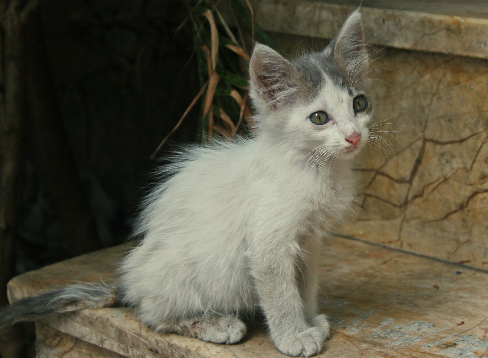 Canon EOS 500D (EOS Rebel T1i / EOS Kiss X3) sample photo. Cat, istanbul, cute photography