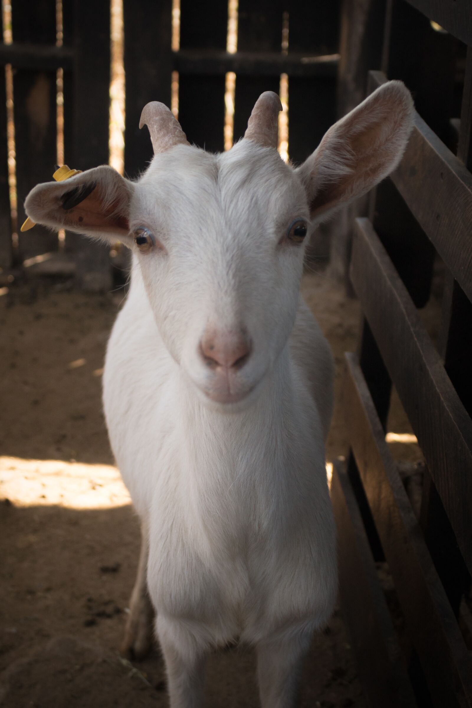 Canon EOS 70D sample photo. Farm, mammalia, livestock photography
