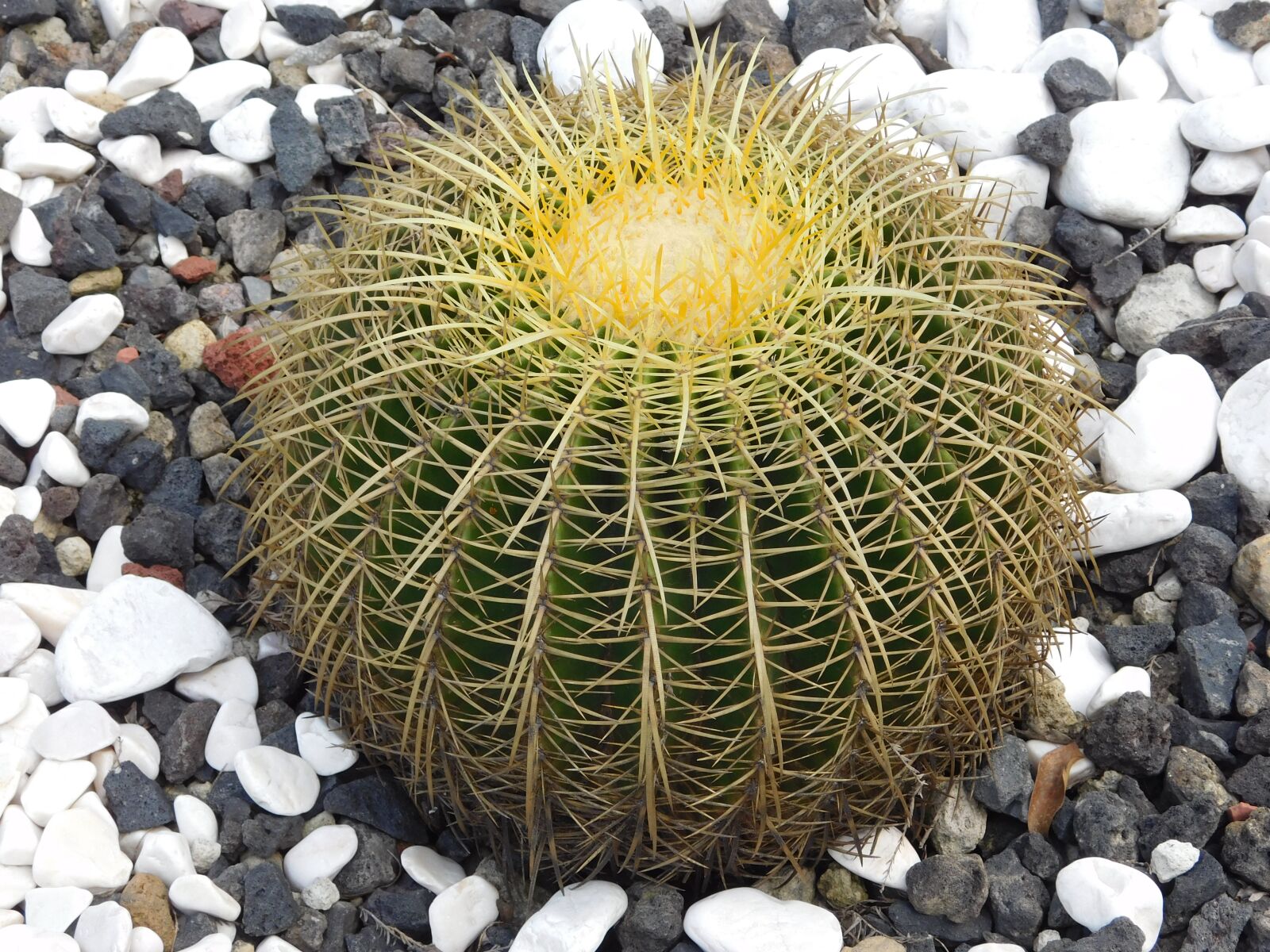 Nikon Coolpix L840 sample photo. Echinactus, cactus, desert photography