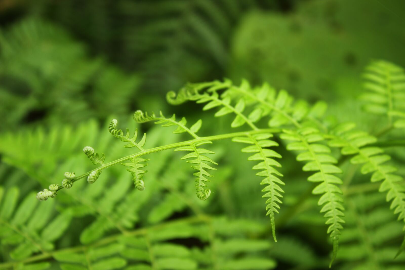 Canon EOS 600D (Rebel EOS T3i / EOS Kiss X5) sample photo. Plant, curly, green photography