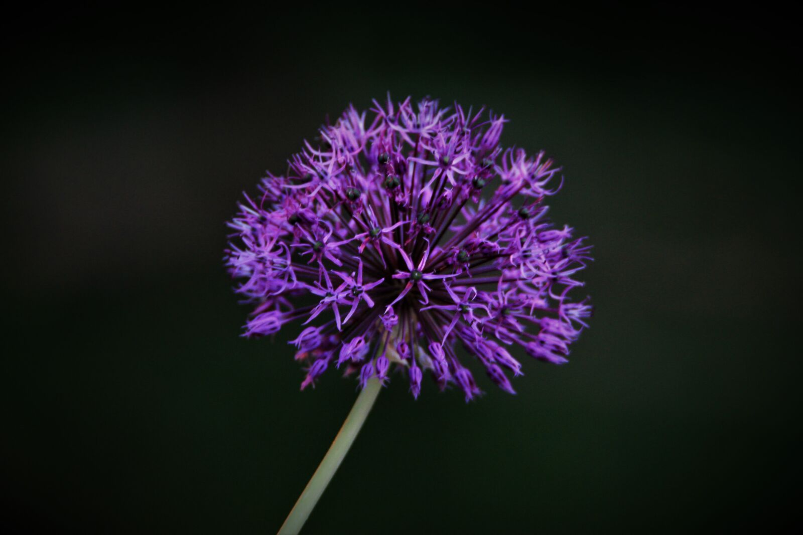 Canon EOS 7D sample photo. Ornamental onion, sphaerocephalon, purple photography