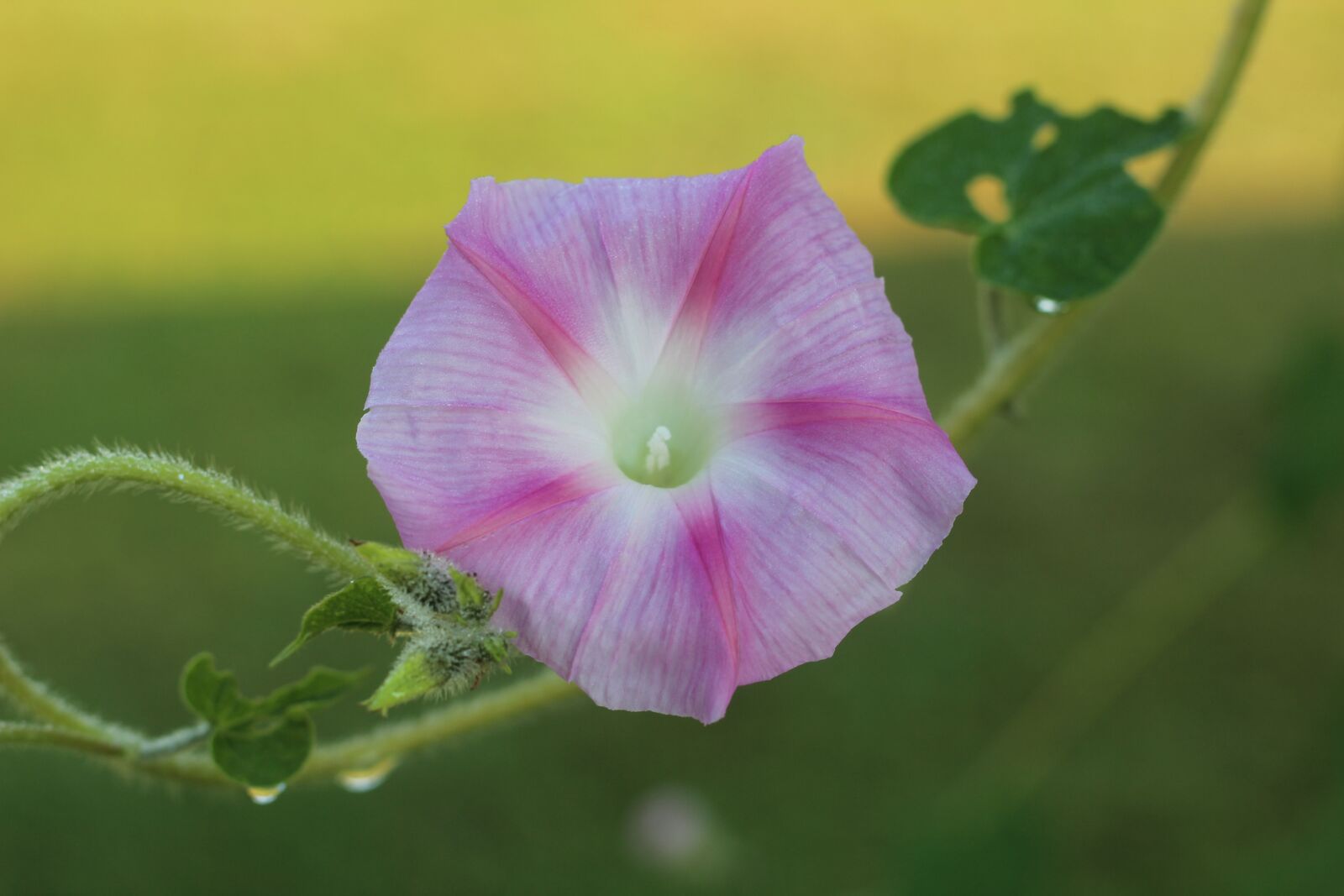 Canon EOS 1200D (EOS Rebel T5 / EOS Kiss X70 / EOS Hi) sample photo. Morning, glory, flower photography