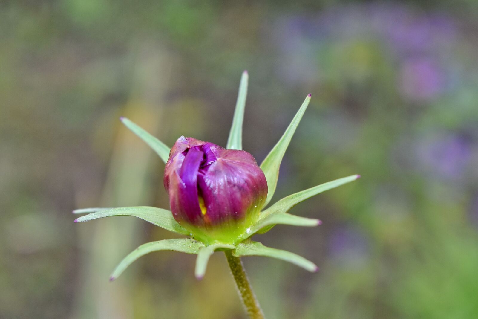 Nikon D5500 sample photo. Flower bud, flower garden photography