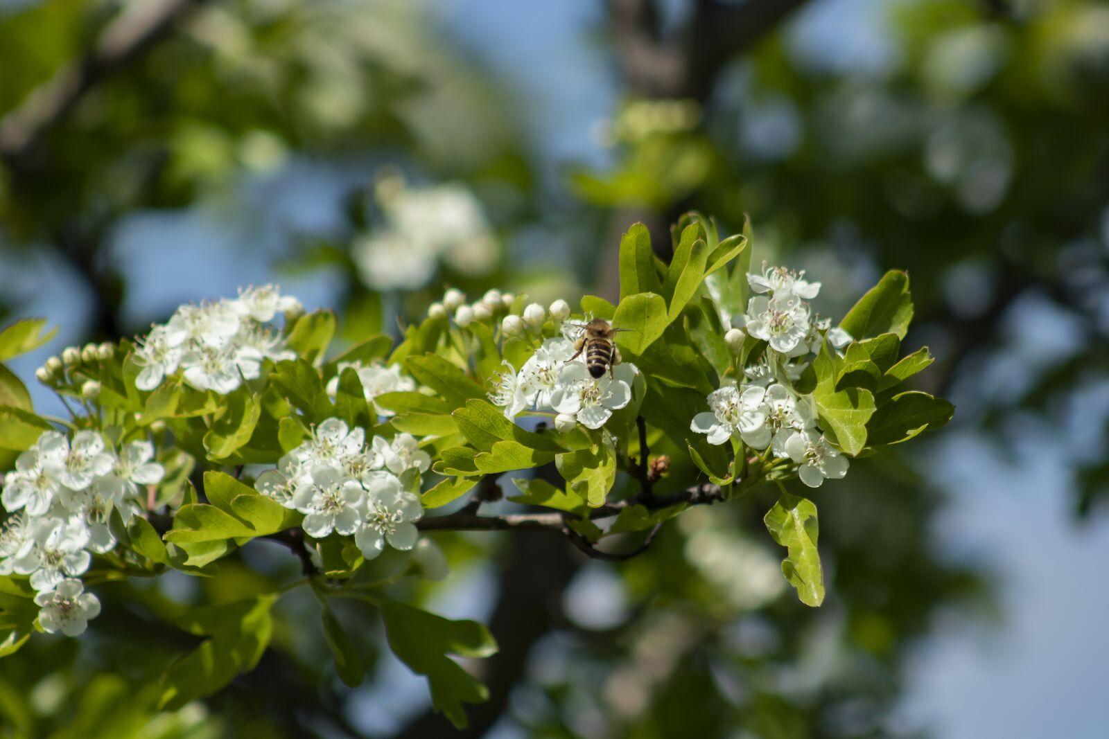 Canon EF75-300mm f/4-5.6 sample photo. Hawthorn, flower, white photography