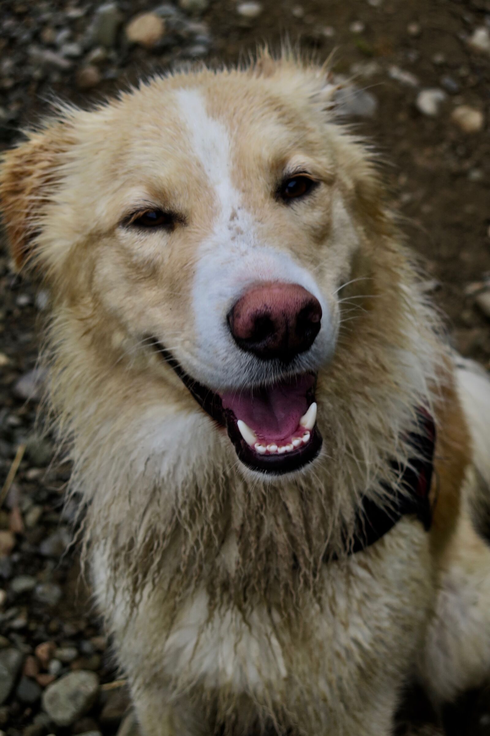 Canon PowerShot G16 sample photo. Alaska dog, animal, cute photography