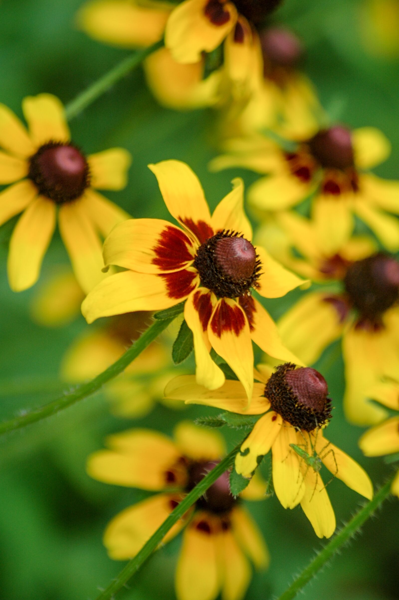 Nikon D70s sample photo. Yellow coneflower, flowers, coneflower photography