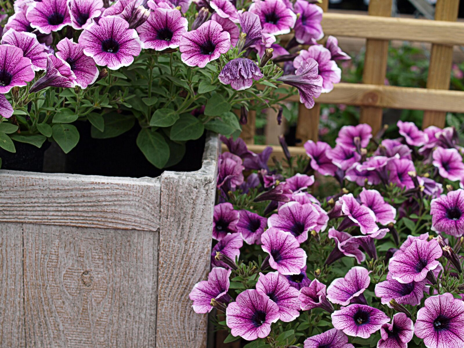 Olympus E-520 (EVOLT E-520) sample photo. Pot, garden flowers, petunia photography