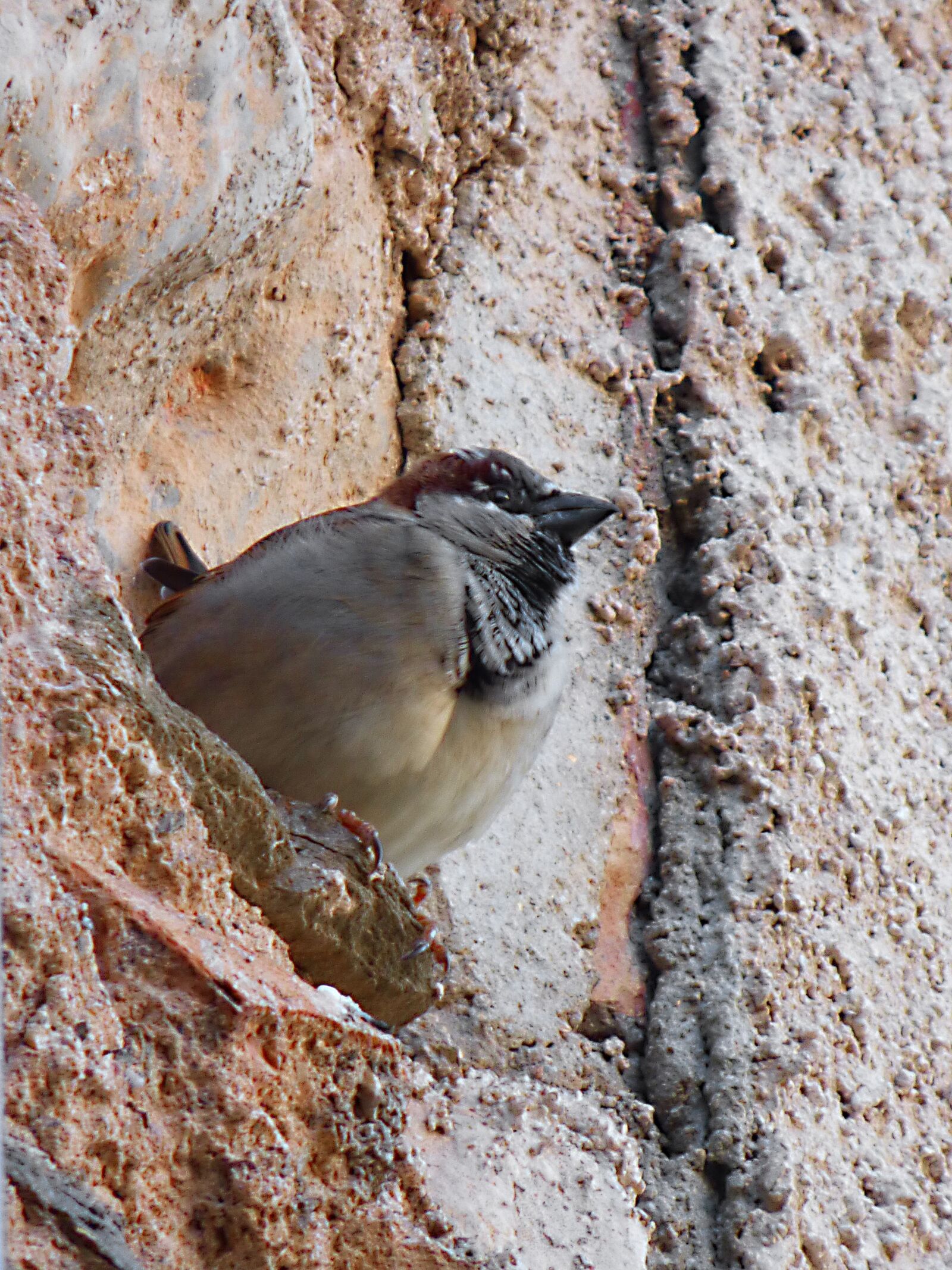 Panasonic Lumix DMC-FZ70 sample photo. Sparrow, bird, wall photography