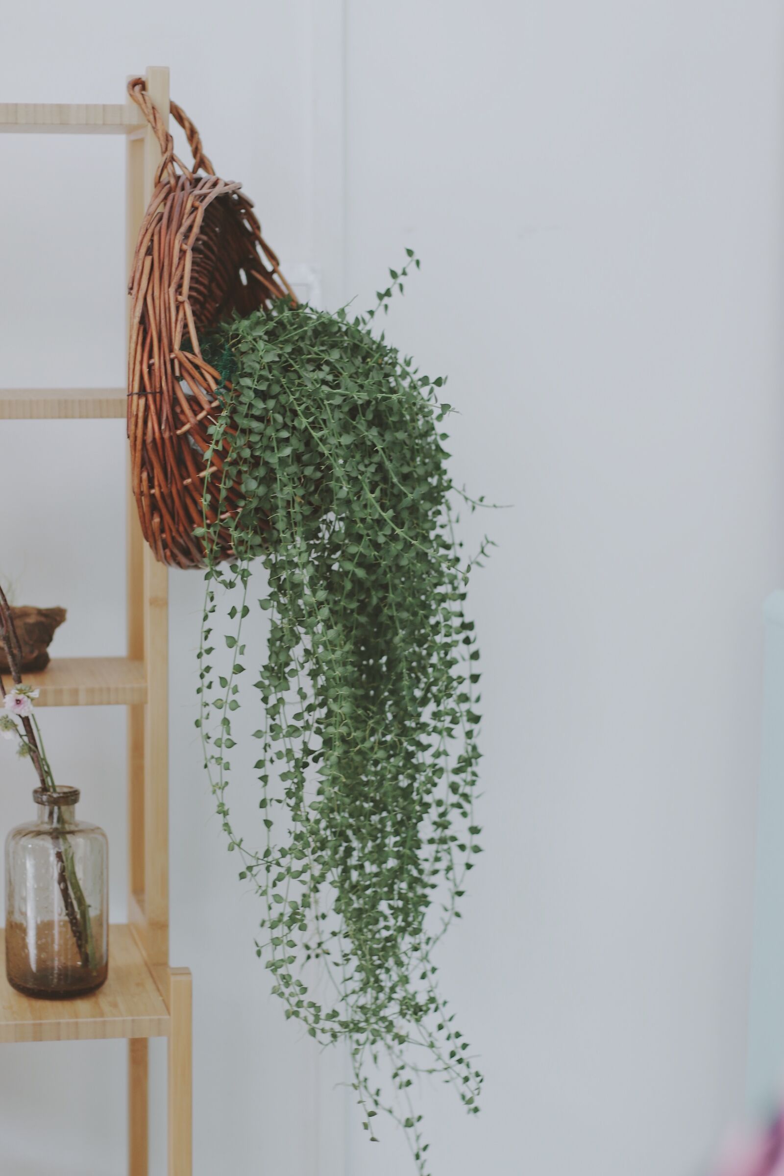 Canon EOS 7D Mark II sample photo. Fresh, household, plant photography