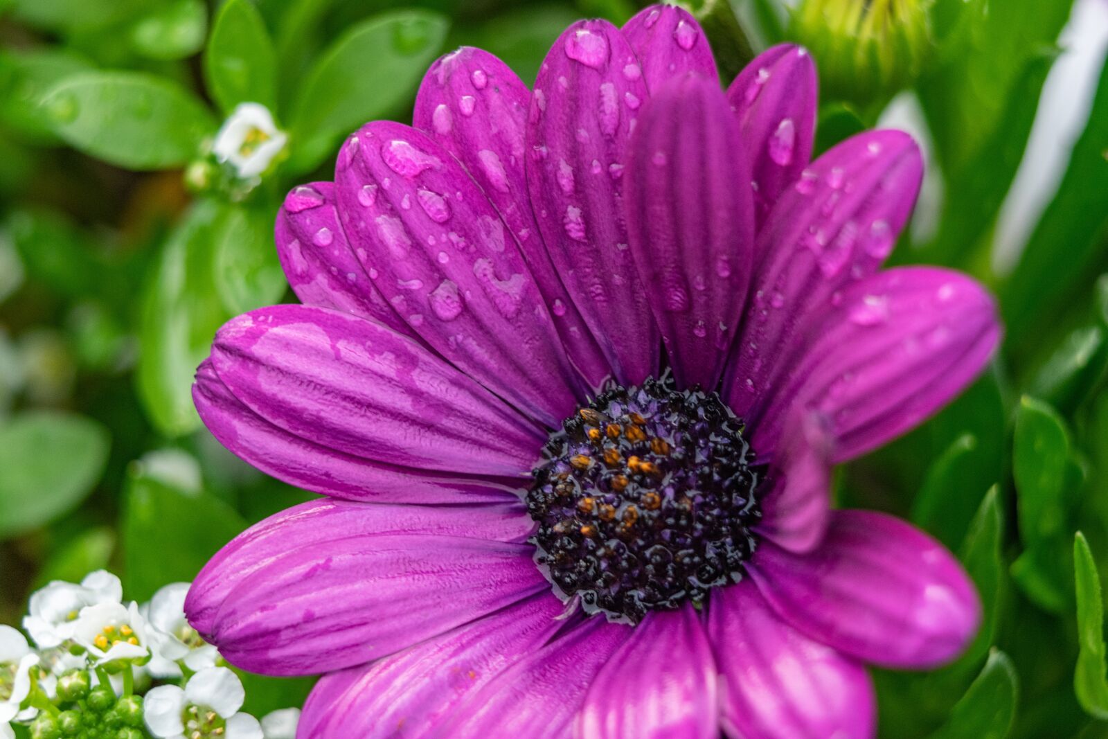 Nikon D3300 sample photo. Flower, water droplets, nature photography