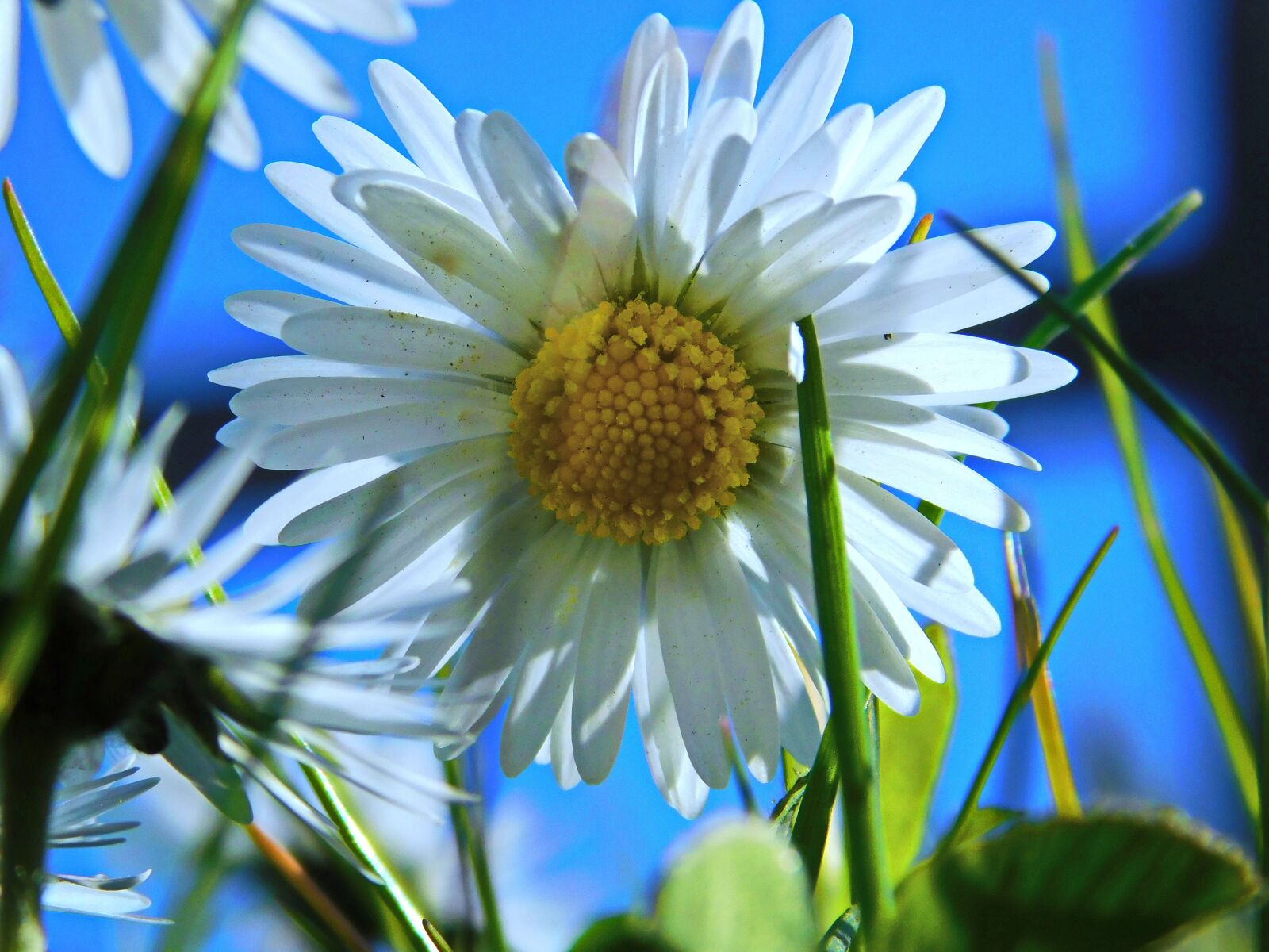 Nikon Coolpix B500 sample photo. Flower, petals, nature photography