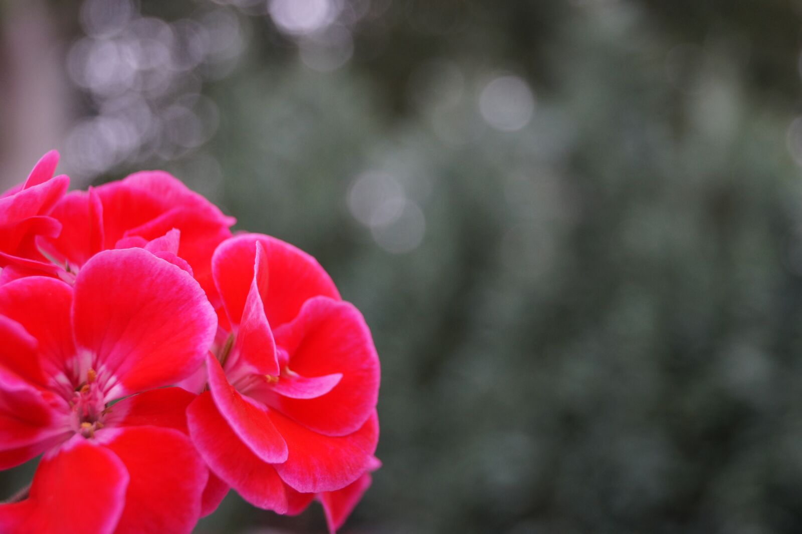 Sony DT 18-55mm F3.5-5.6 SAM II sample photo. Background, flower, garden photography