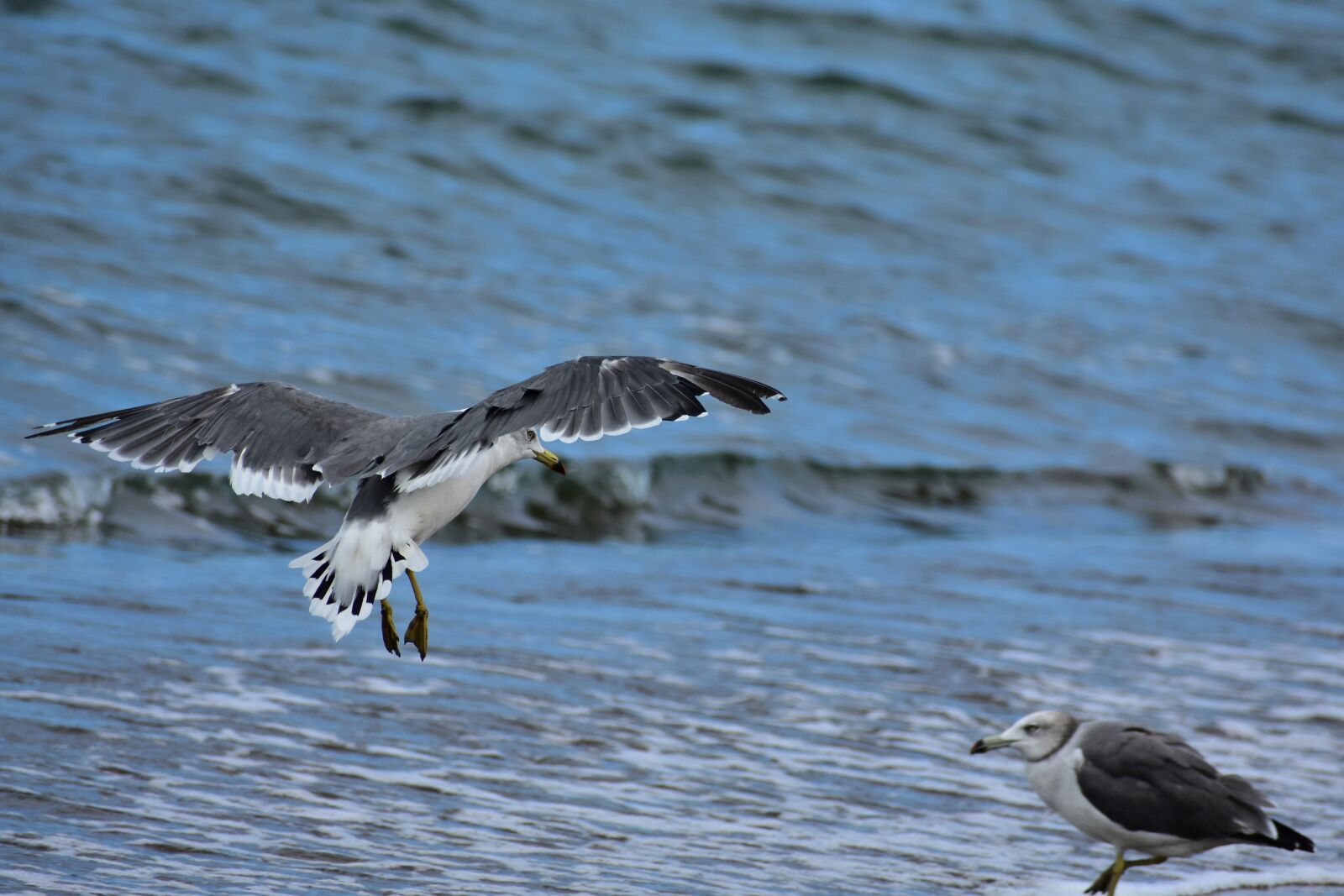 Nikon D7200 sample photo. Animal, sea, beach photography