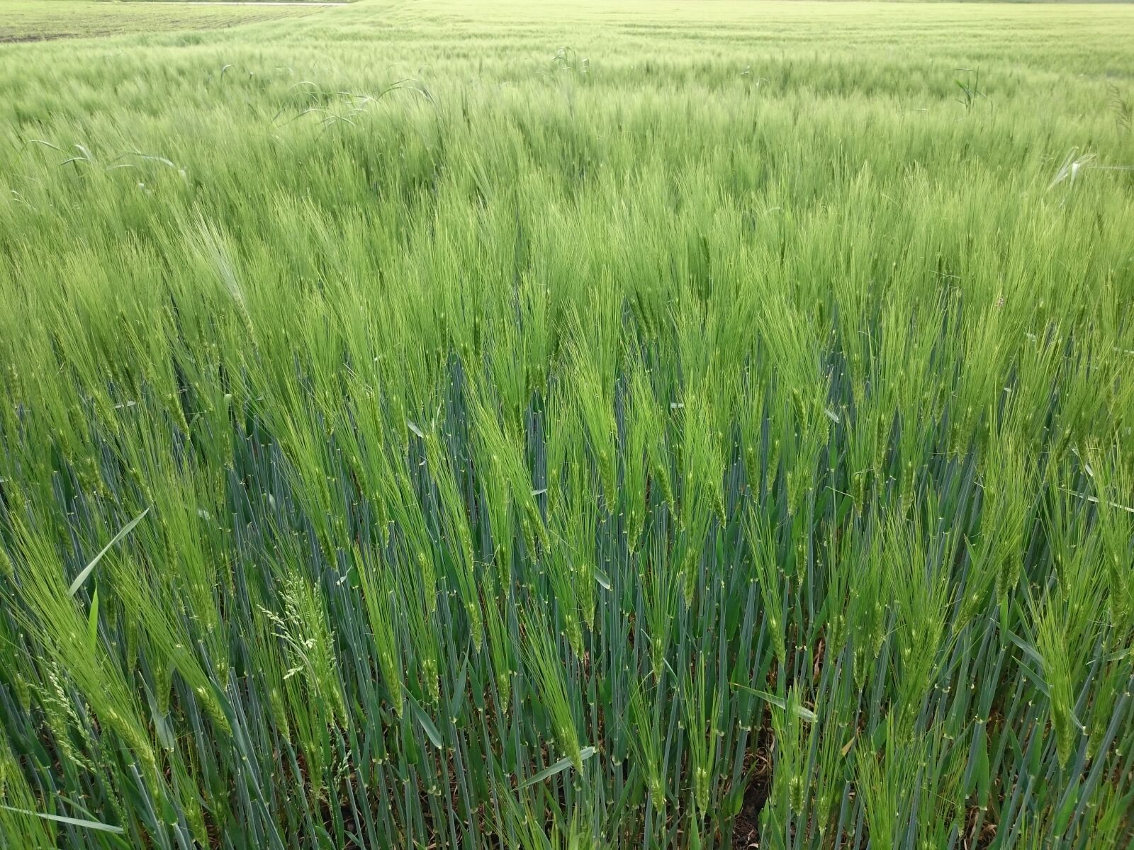 Sony Xperia Z3 sample photo. Wheat, farming, farm photography