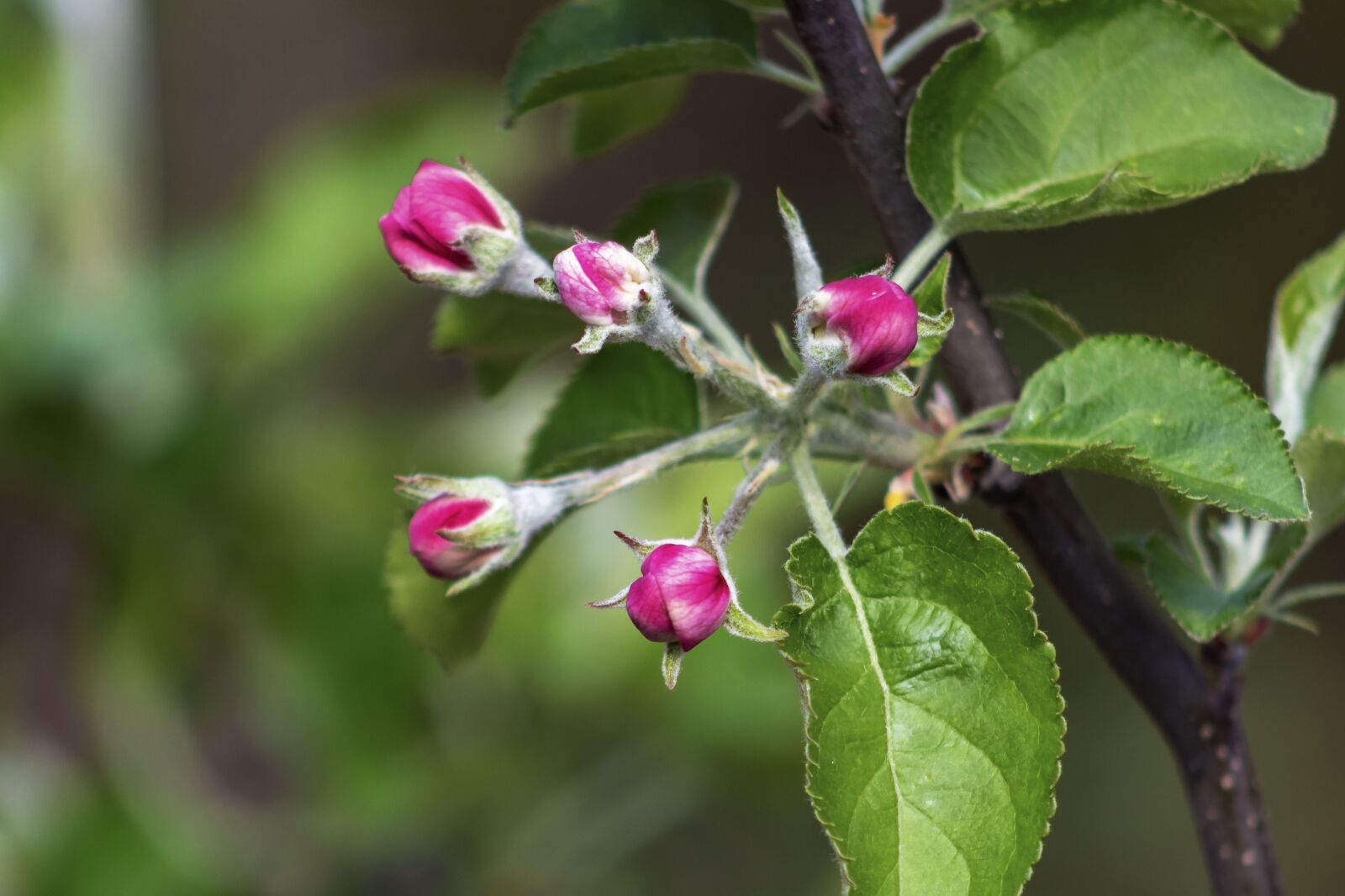 Canon EF75-300mm f/4-5.6 sample photo. Apple, apple tree, wood photography