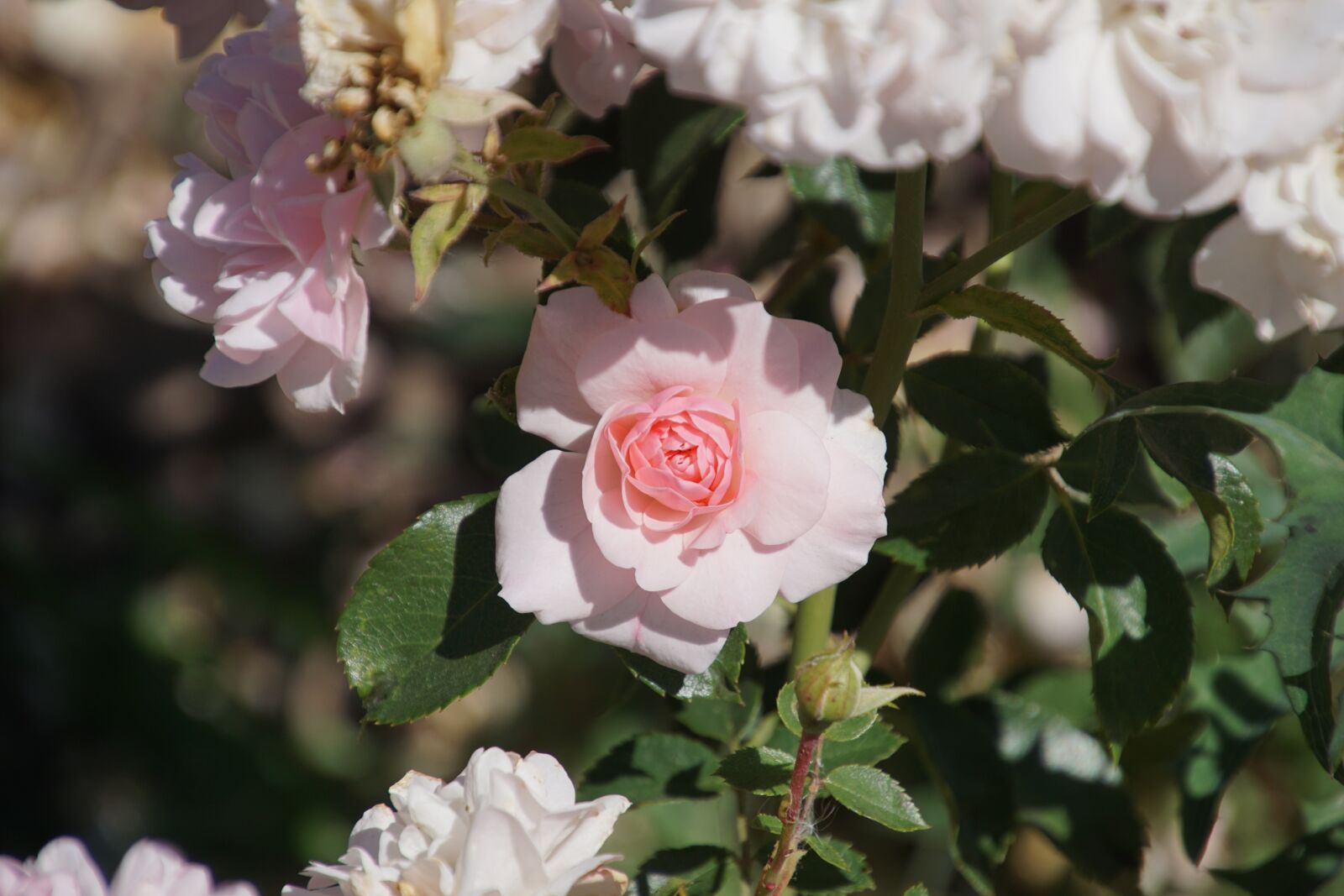 Tamron 16-300mm F3.5-6.3 Di II VC PZD Macro sample photo. Rose, bonica, rosaceae photography