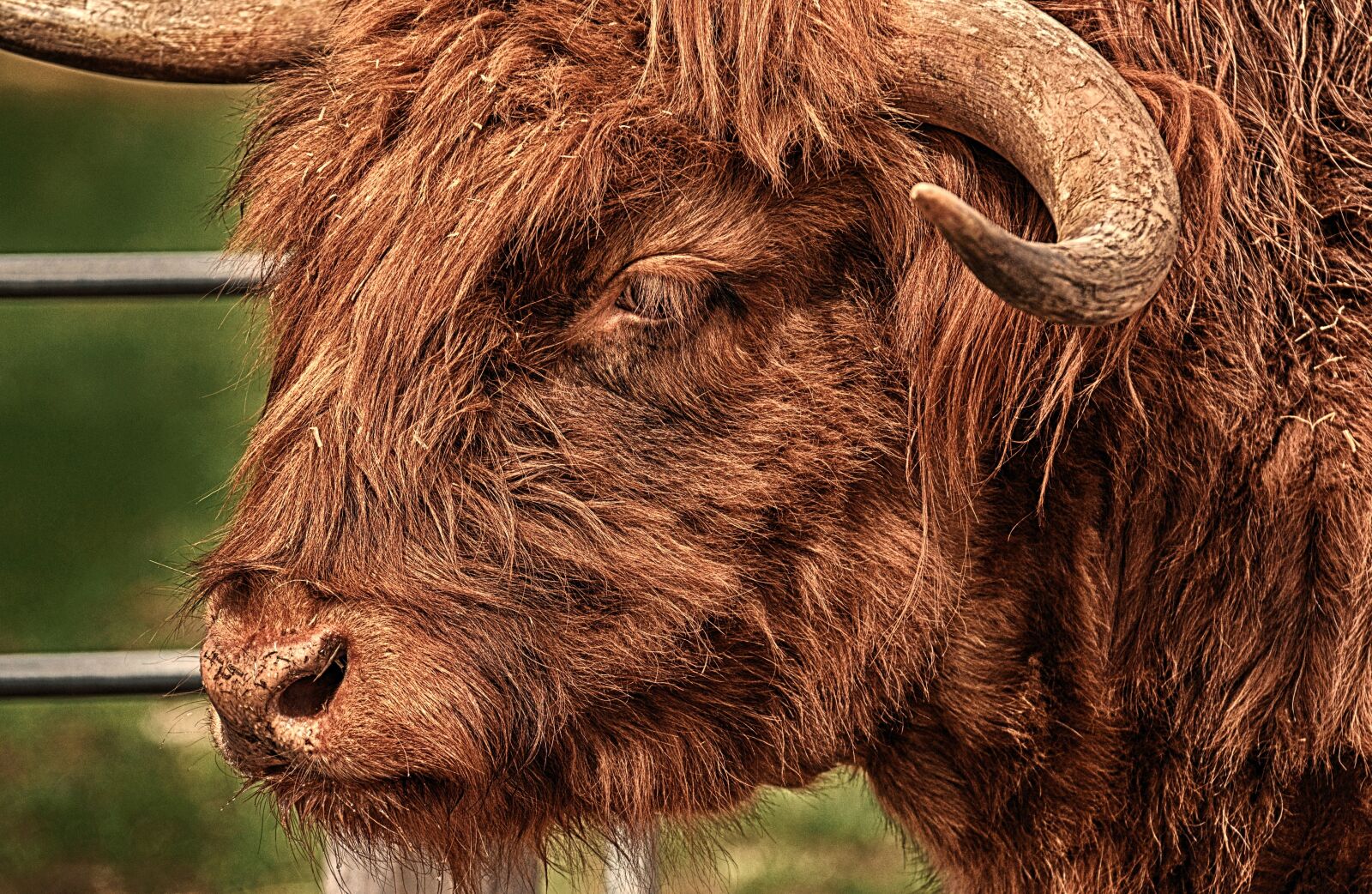 Nikon D3200 sample photo. Bull, beef, horns photography