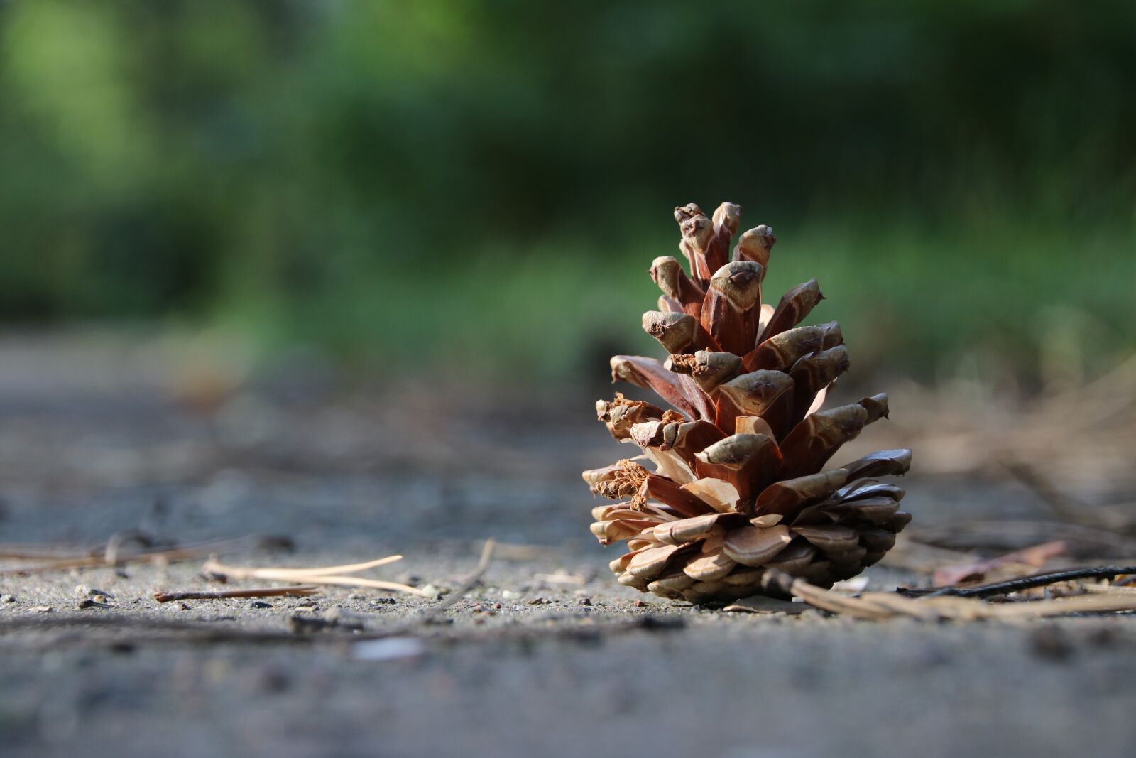 Canon EOS 80D sample photo. Autumn, pine cone, spruce photography