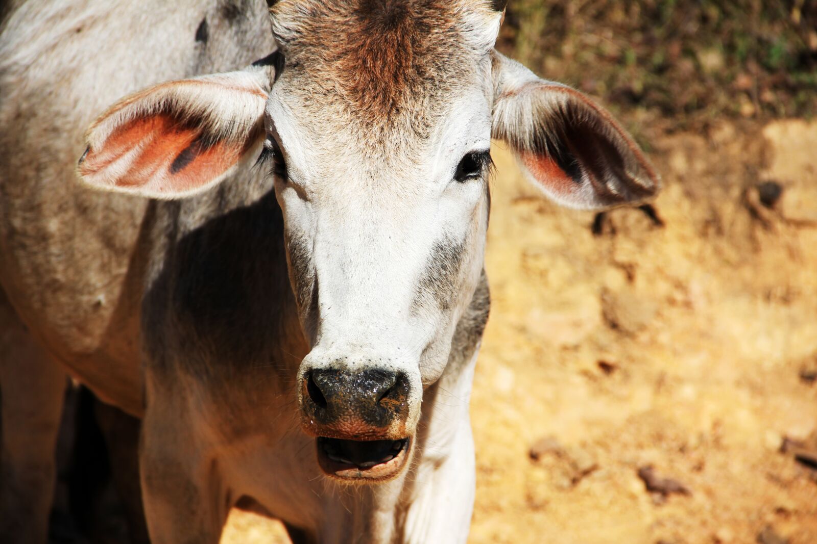 Canon EF-S 18-135mm F3.5-5.6 IS sample photo. Calf, beef, agriculture photography