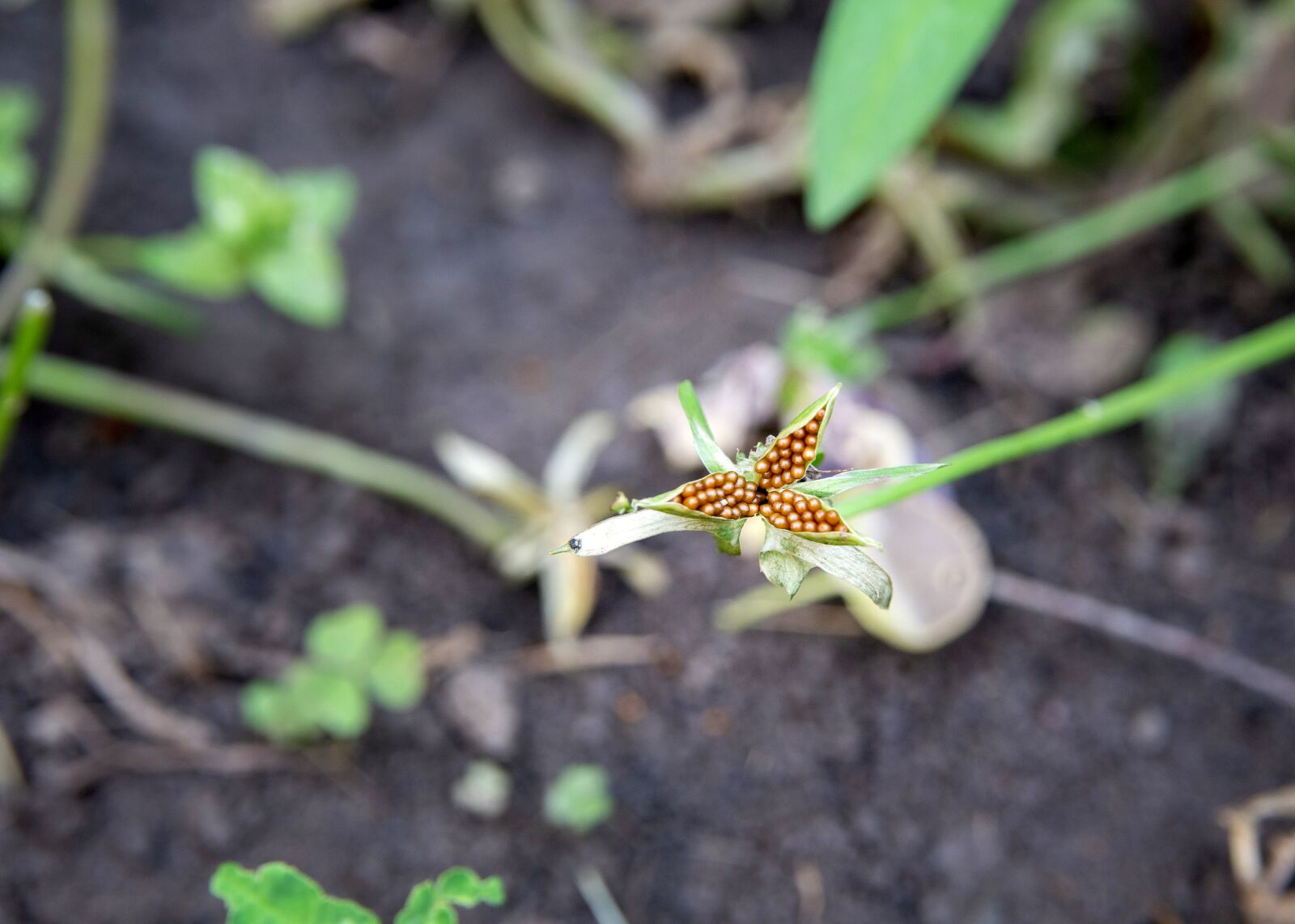 Canon EOS 6D sample photo. Seeds, flower, nature photography