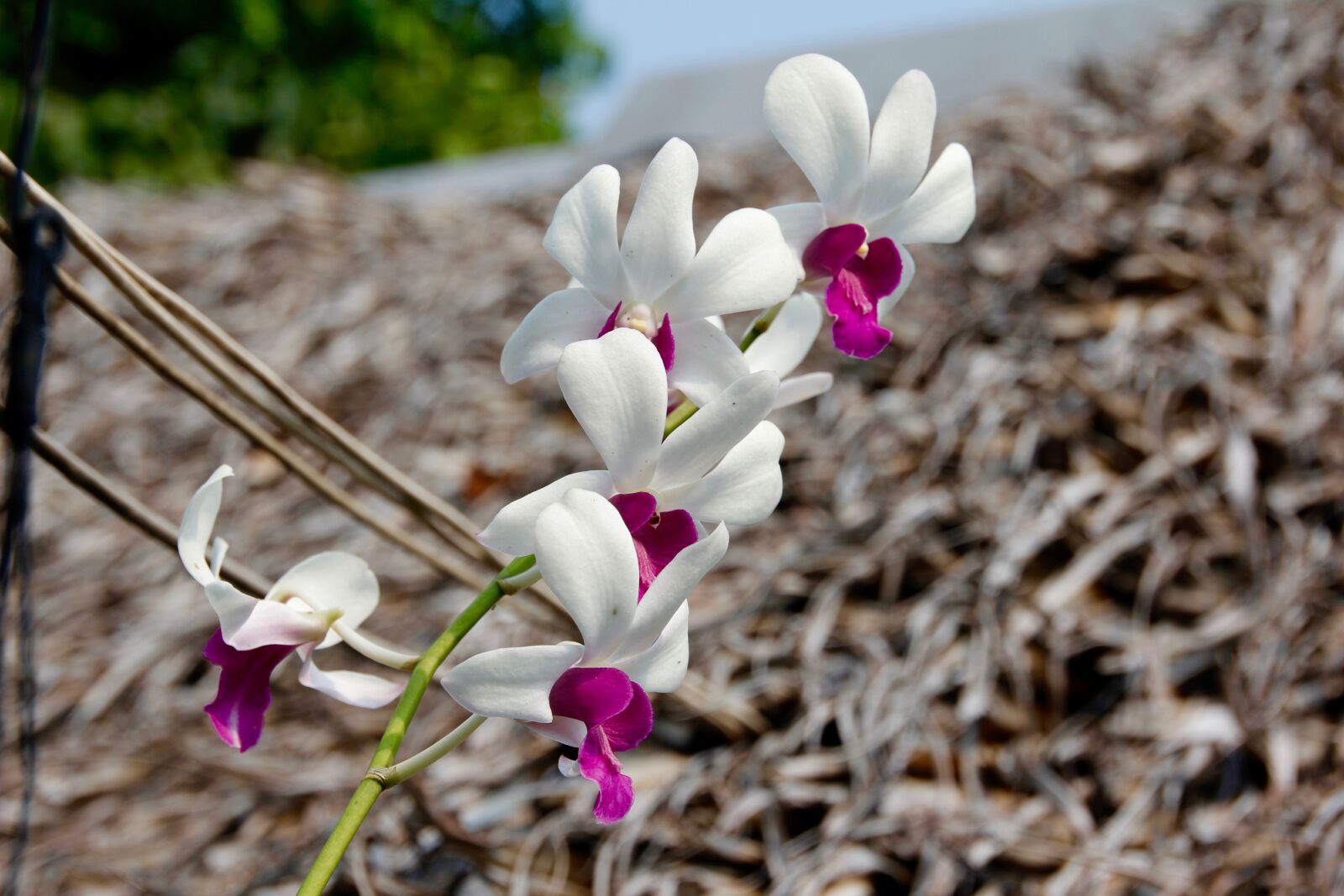 Canon EOS 60D sample photo. Orchids, blossom, bloom photography