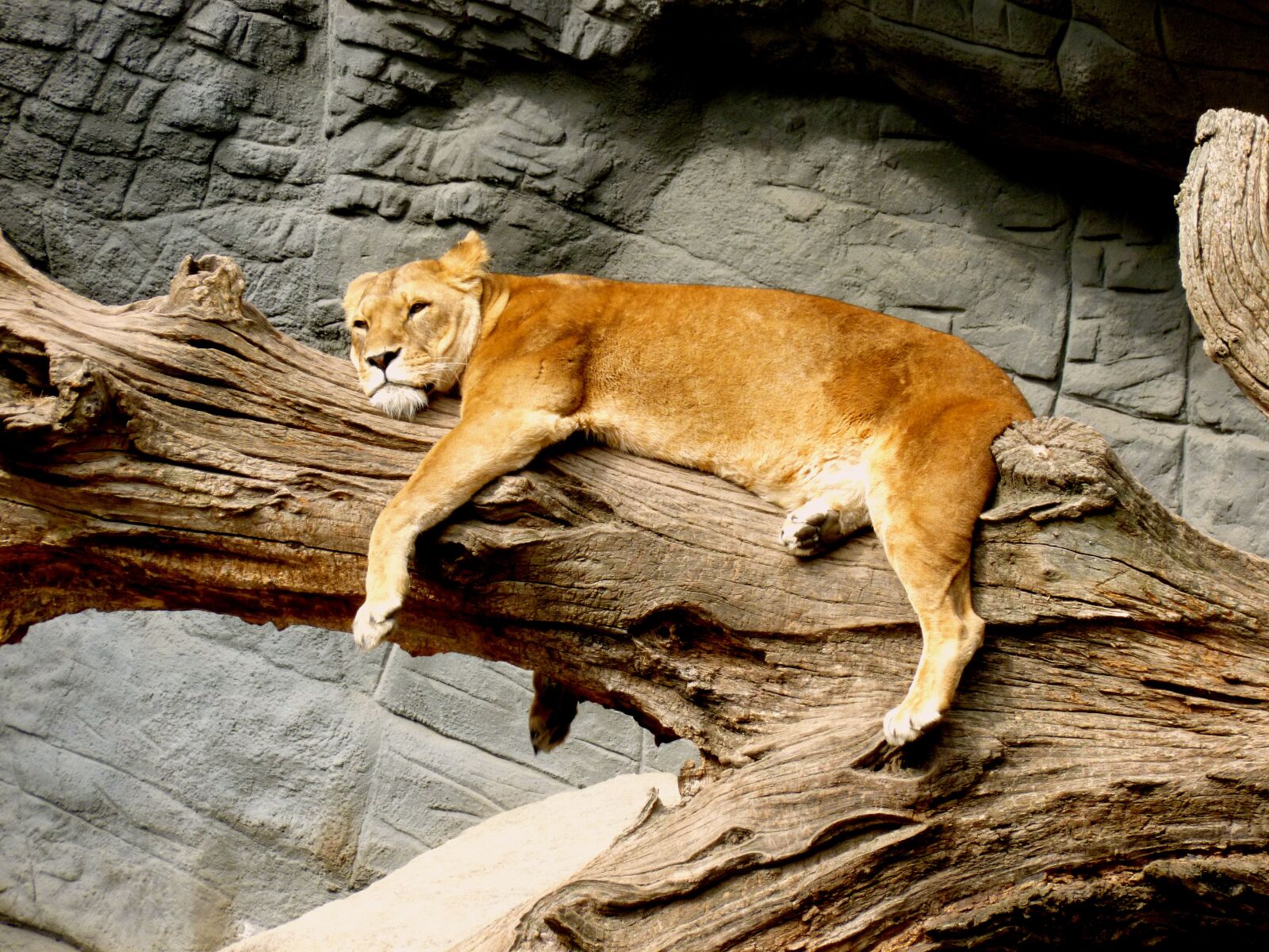 Panasonic DMC-FS37 sample photo. Lioness, animal, predator photography