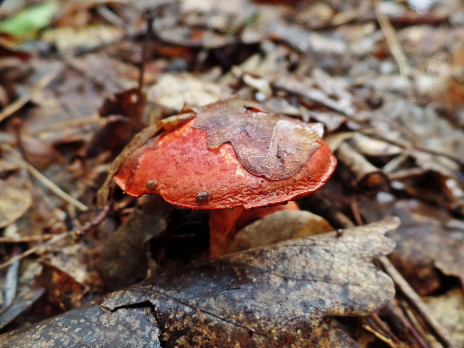 Samsung WB350F/WB351F/WB352F sample photo. Mushroom, toxic, forest photography