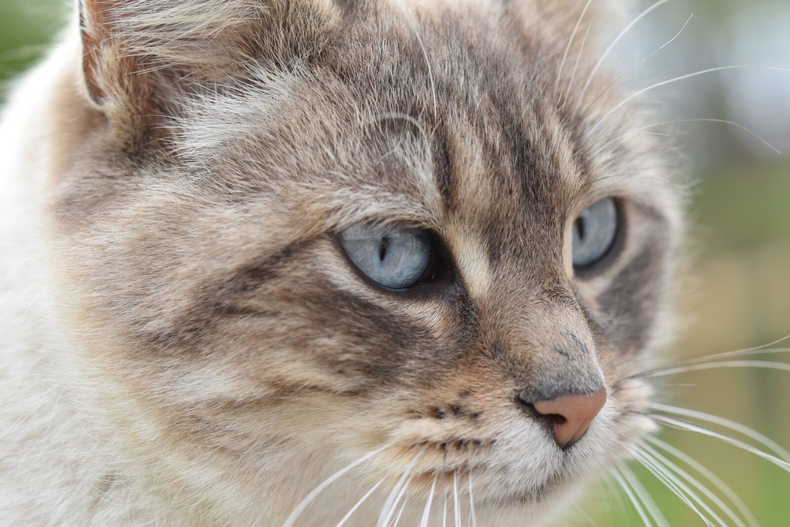Nikon D5600 sample photo. Cat, cat head, feline photography