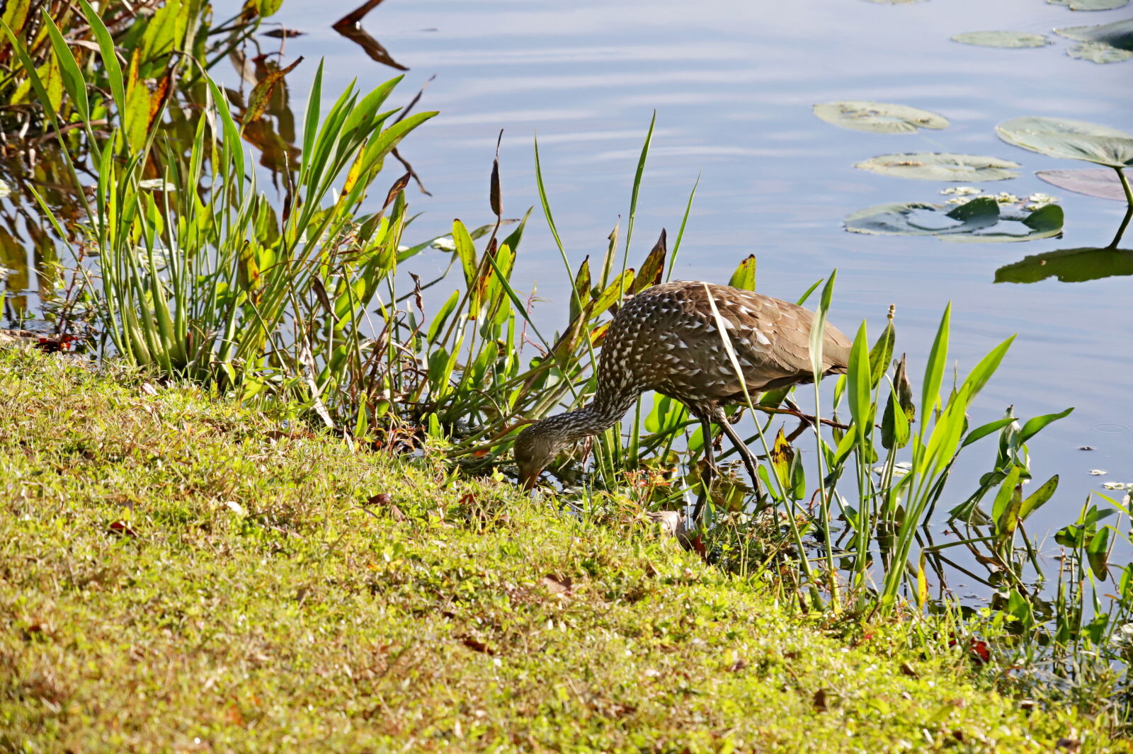 Canon EOS 6D Mark II sample photo