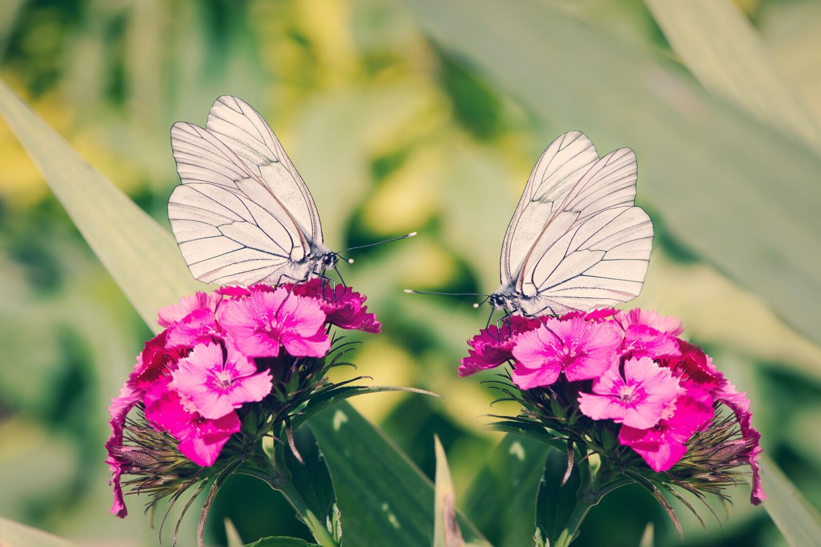 Nikon D7100 sample photo. Tree-white linge, butterflies, white photography
