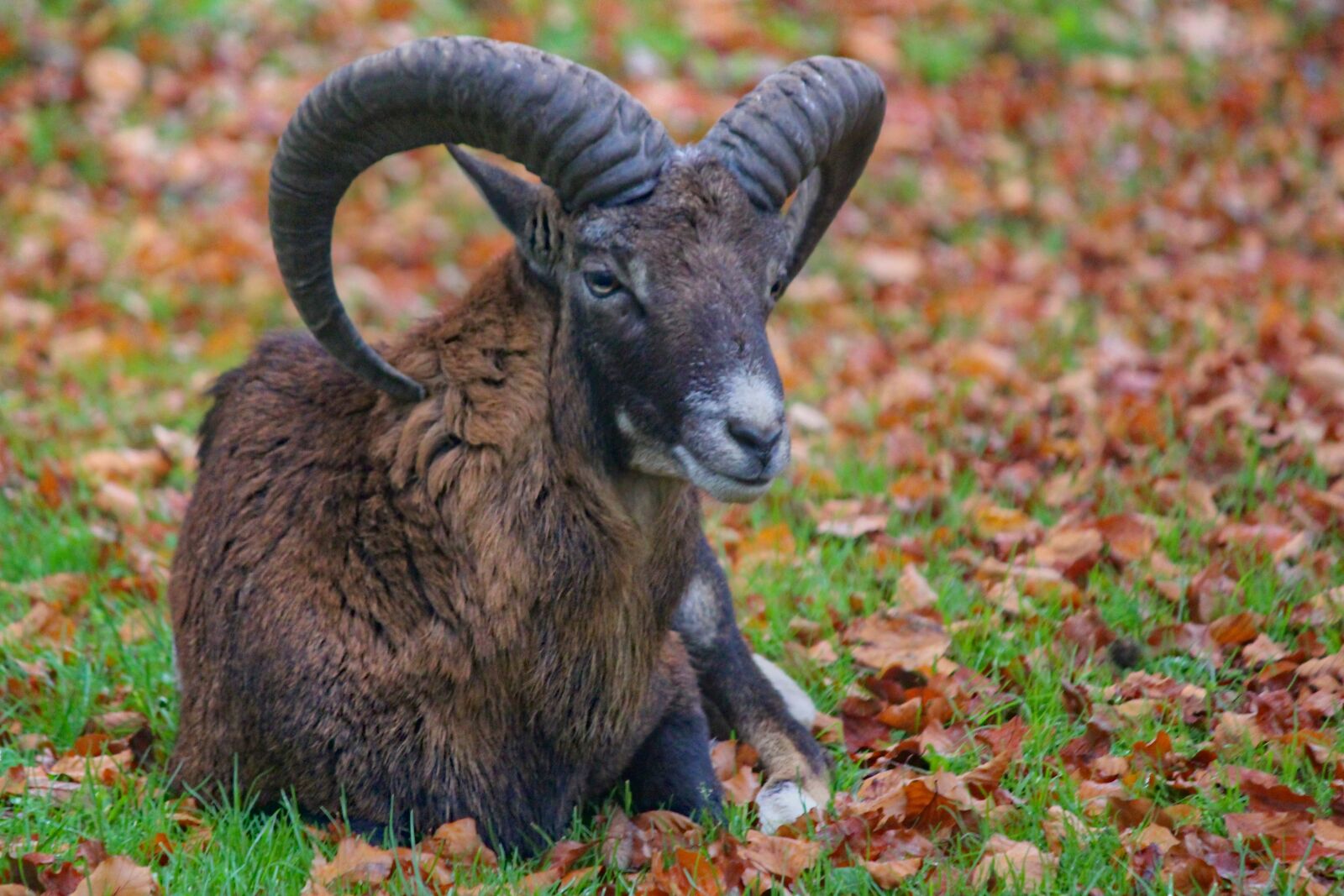 Canon EOS 550D (EOS Rebel T2i / EOS Kiss X4) sample photo. Muflon, sheep, aries photography
