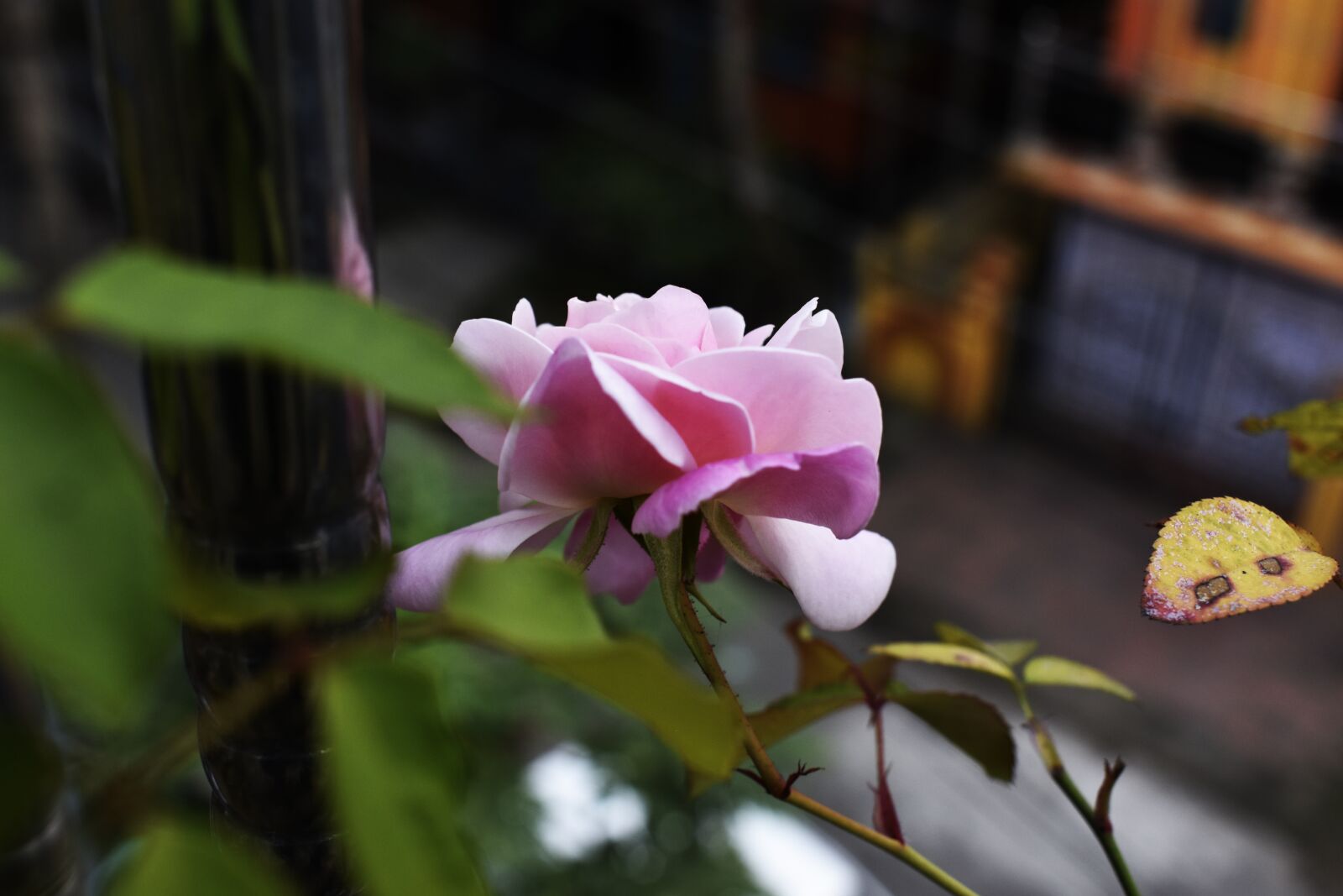Nikon D3400 sample photo. Flower, rose, nature photography