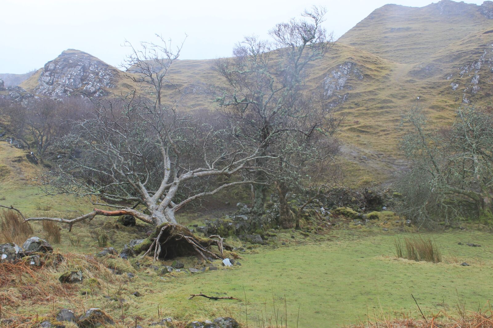 Canon EOS 1100D (EOS Rebel T3 / EOS Kiss X50) sample photo. Fallen tree, fairy, forest photography