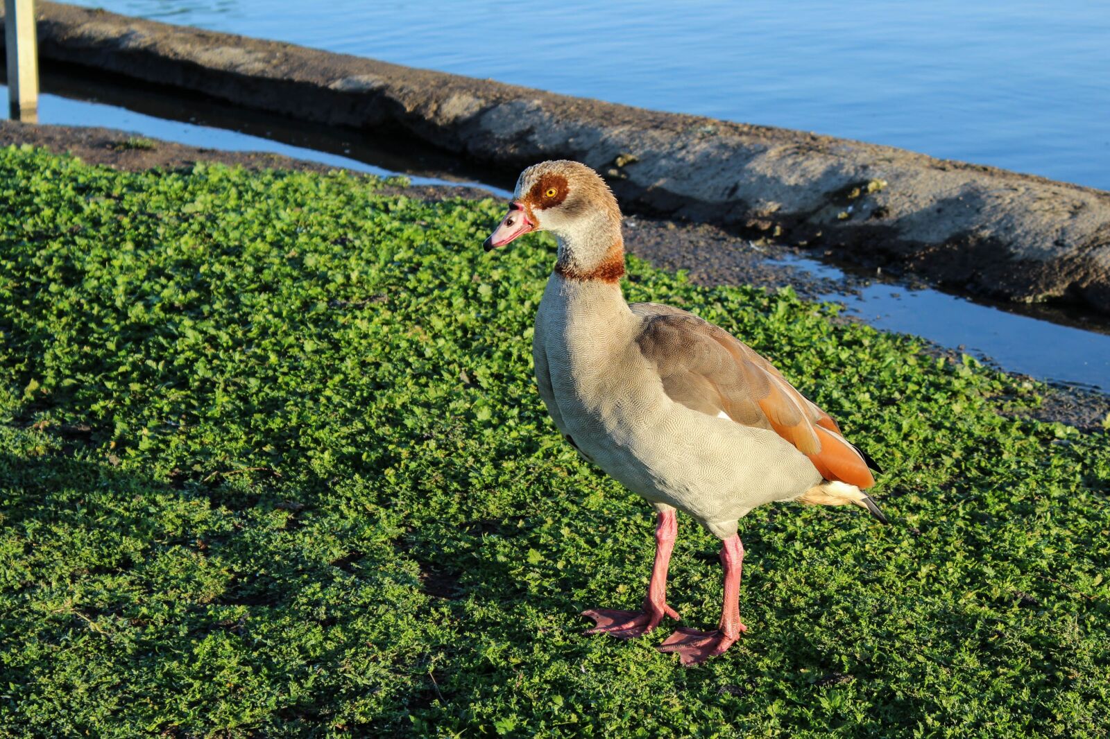 Canon EOS 1200D (EOS Rebel T5 / EOS Kiss X70 / EOS Hi) sample photo. Egyptian geese, bird, nature photography