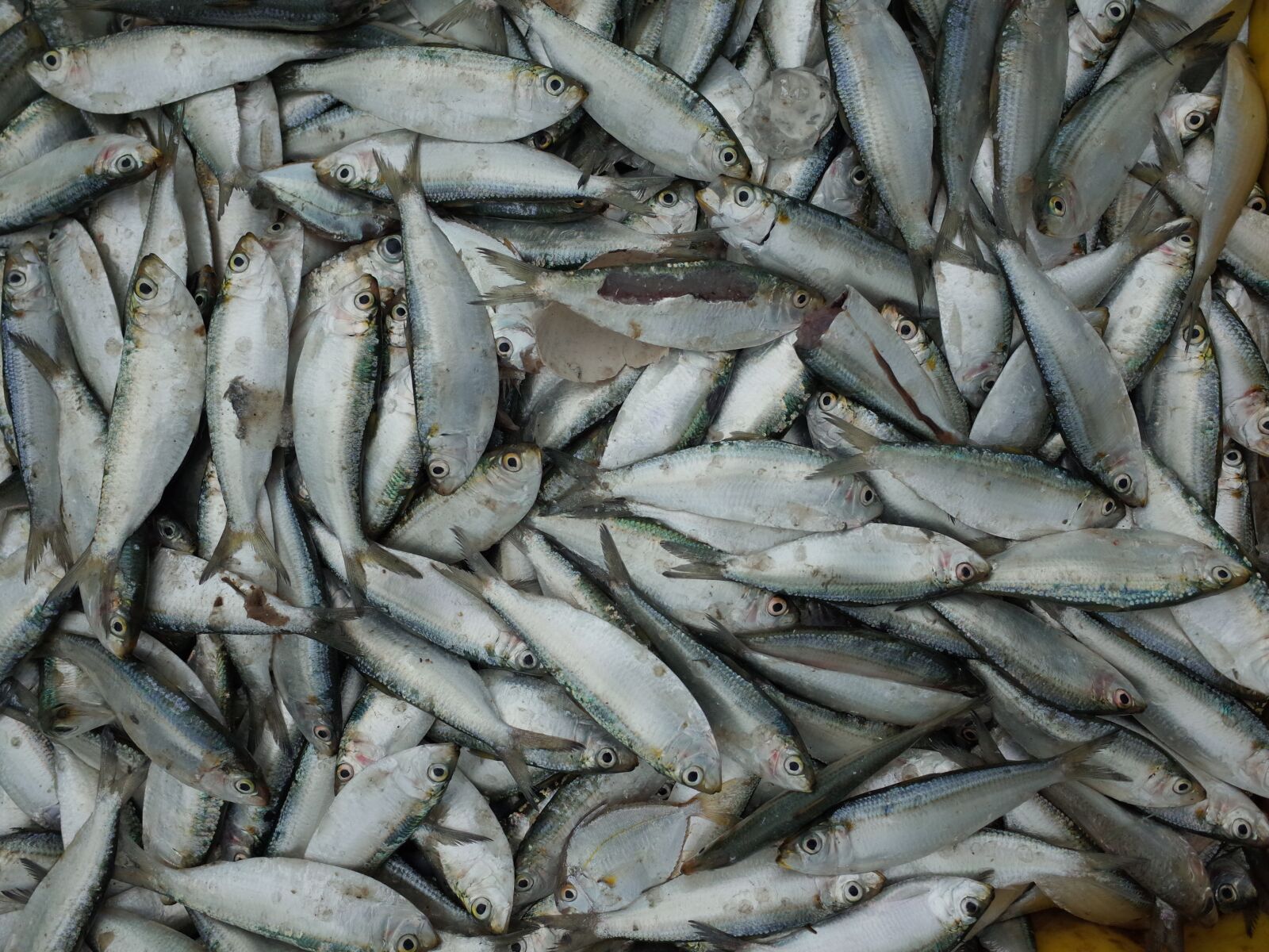 Ricoh GR sample photo. Fish, market, seafood photography