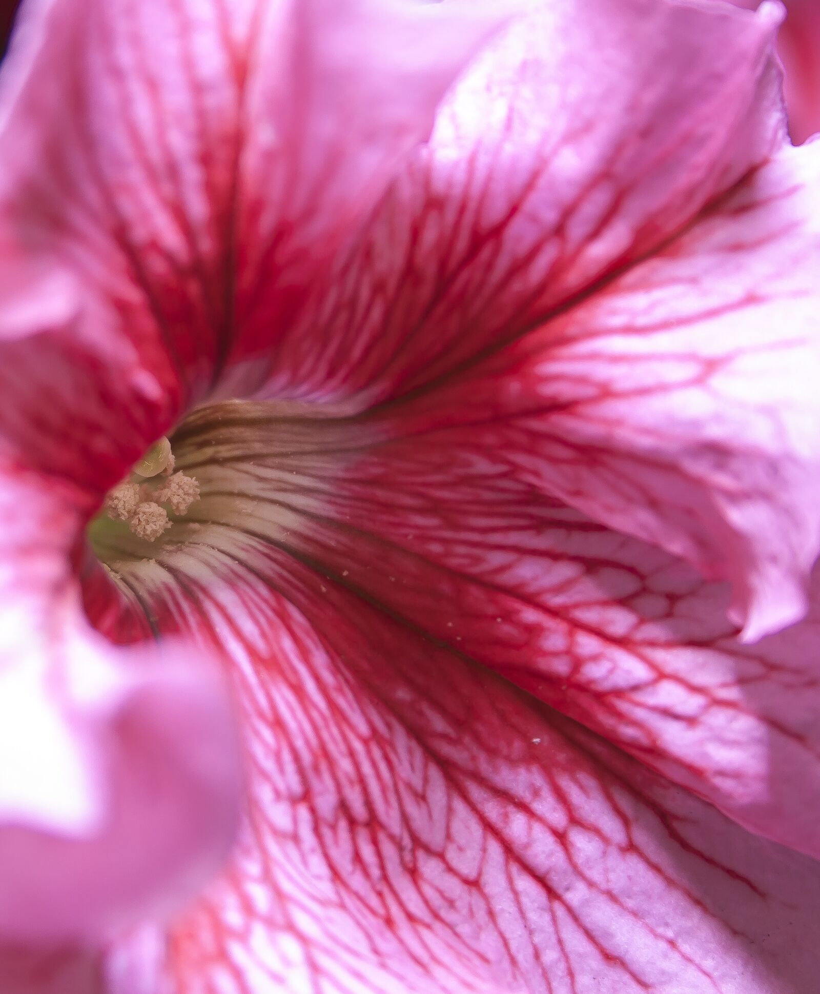 Canon EF-S 18-55mm F3.5-5.6 II sample photo. Petunia, pink, blossom photography