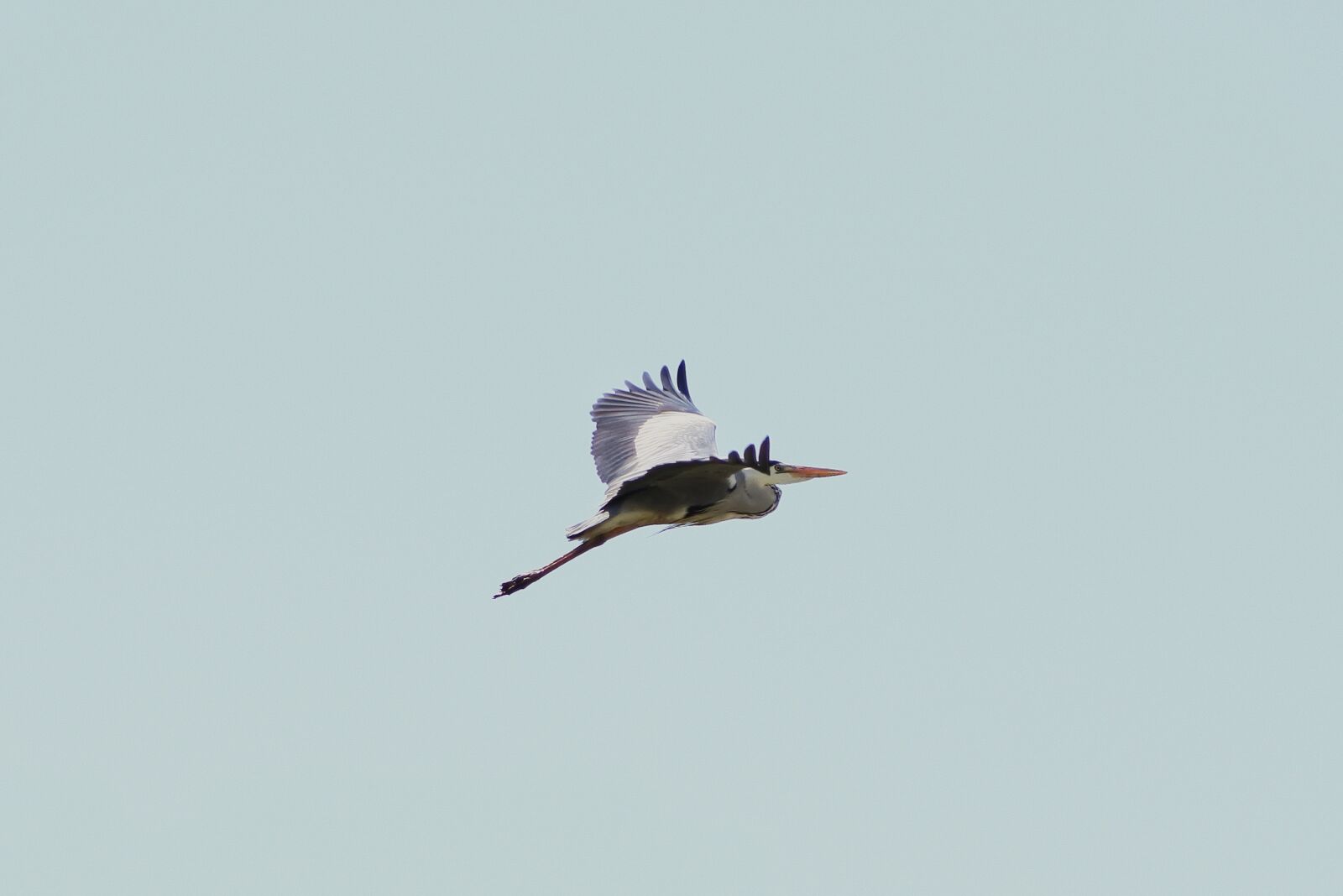 Nikon 1 J5 + VR 55-200mm f/4-5.6G sample photo. Animal, sky, wild birds photography