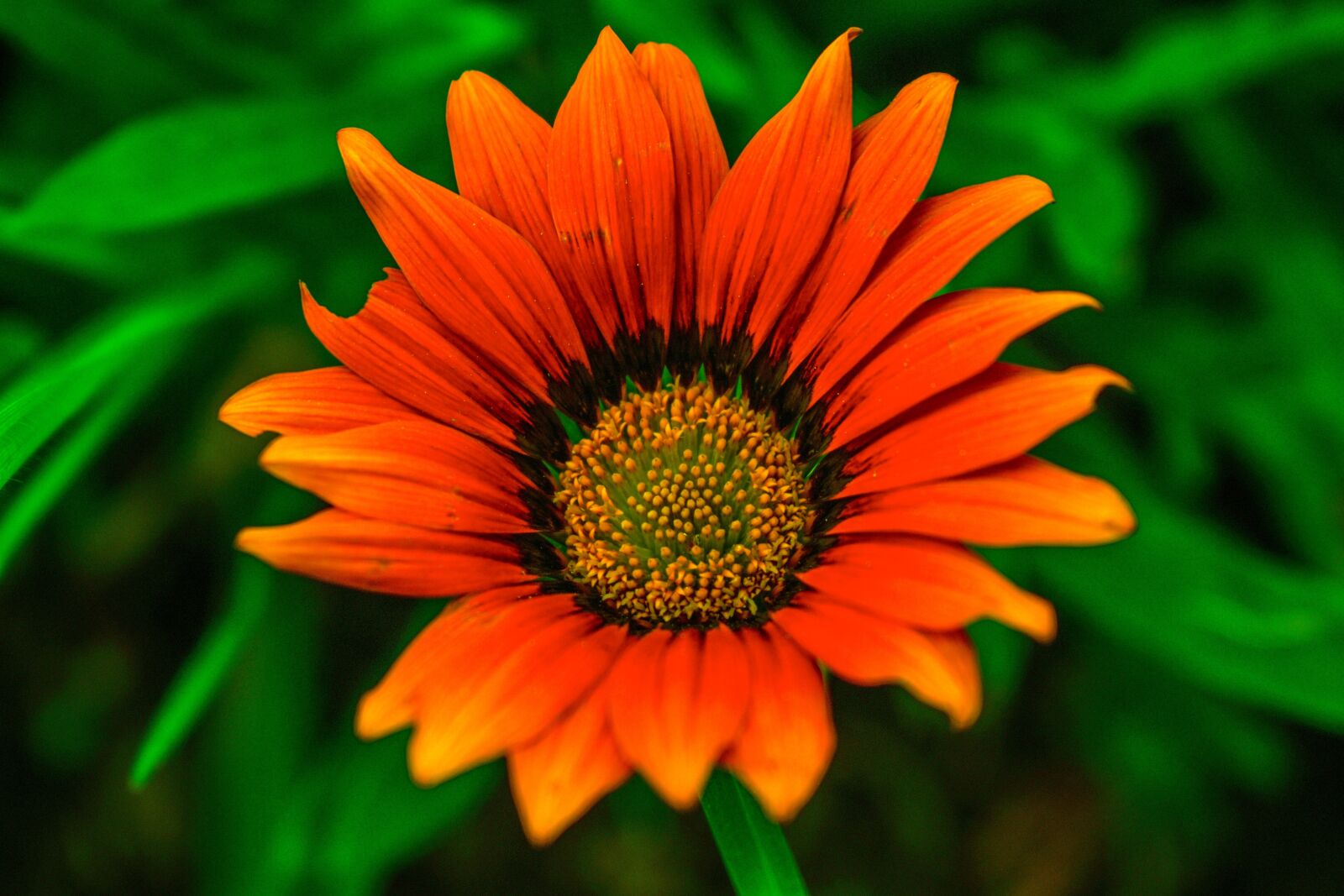 Nikon D3400 sample photo. Beautiful flower, nature, beautiful photography