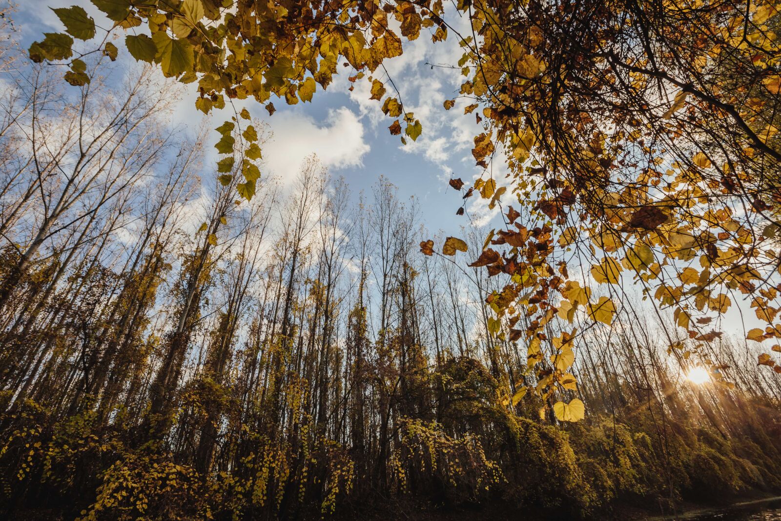Canon EF 16-35mm F2.8L II USM sample photo. Season, nature, autumn, wood photography